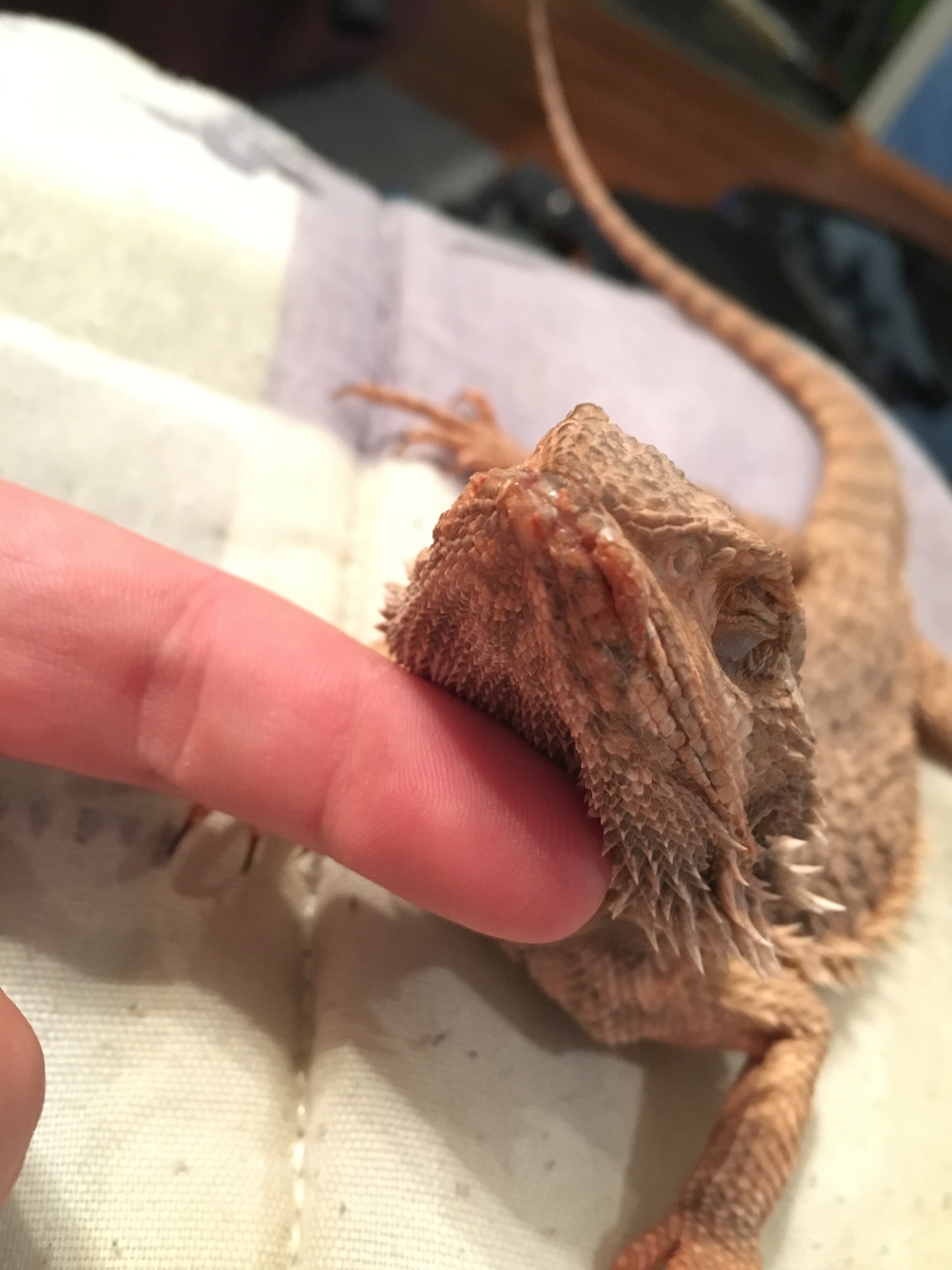 What's wrong with my beardie??