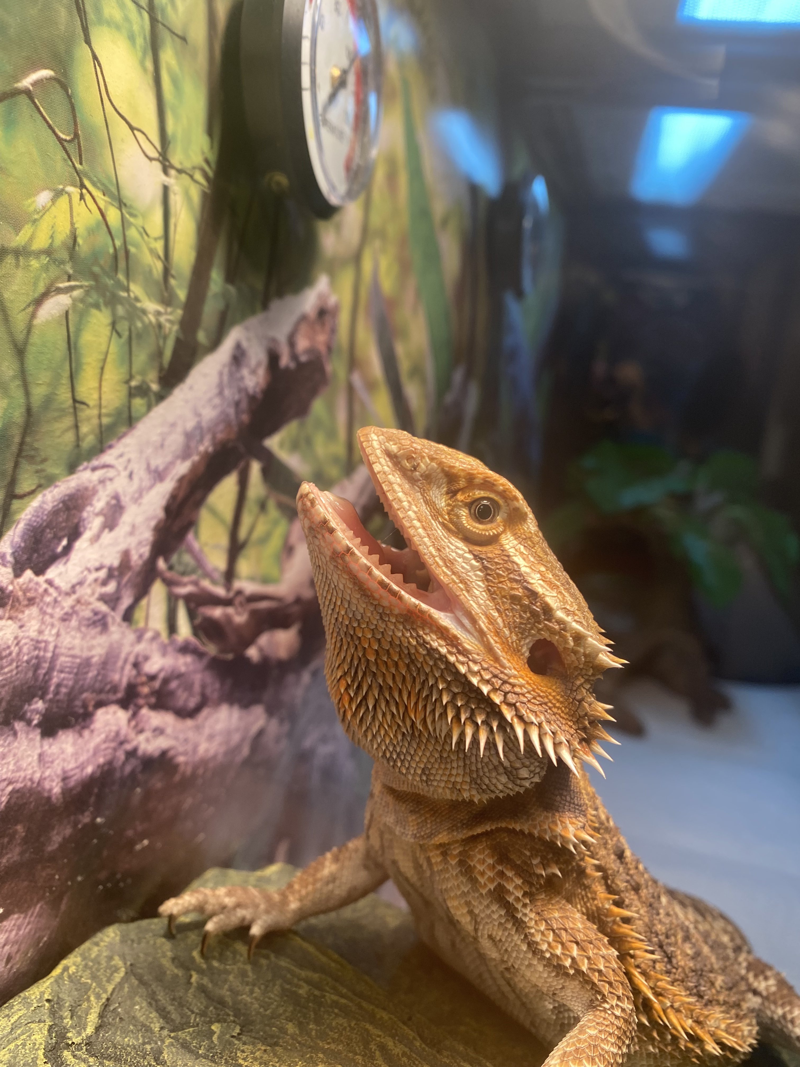 BEARDED DRAGON HUSBANDRY Bearded Dragon Forum