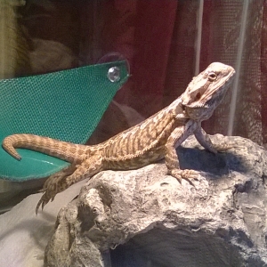 Basking Temp Question. : r/BeardedDragons