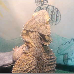 Questions about baby beardies