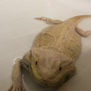 Popeye in the bath