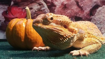 A dragon and his pumpkin