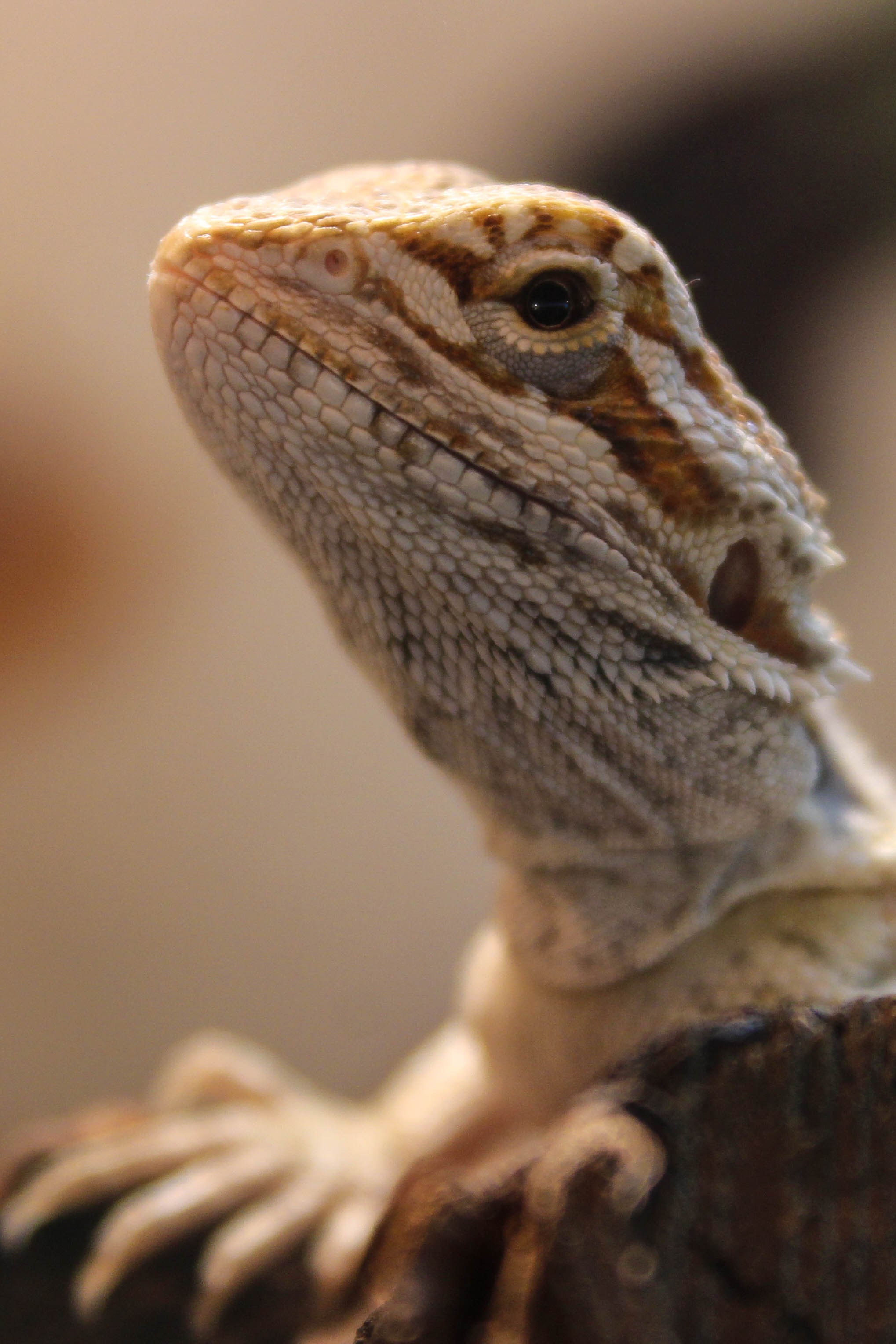 Basking