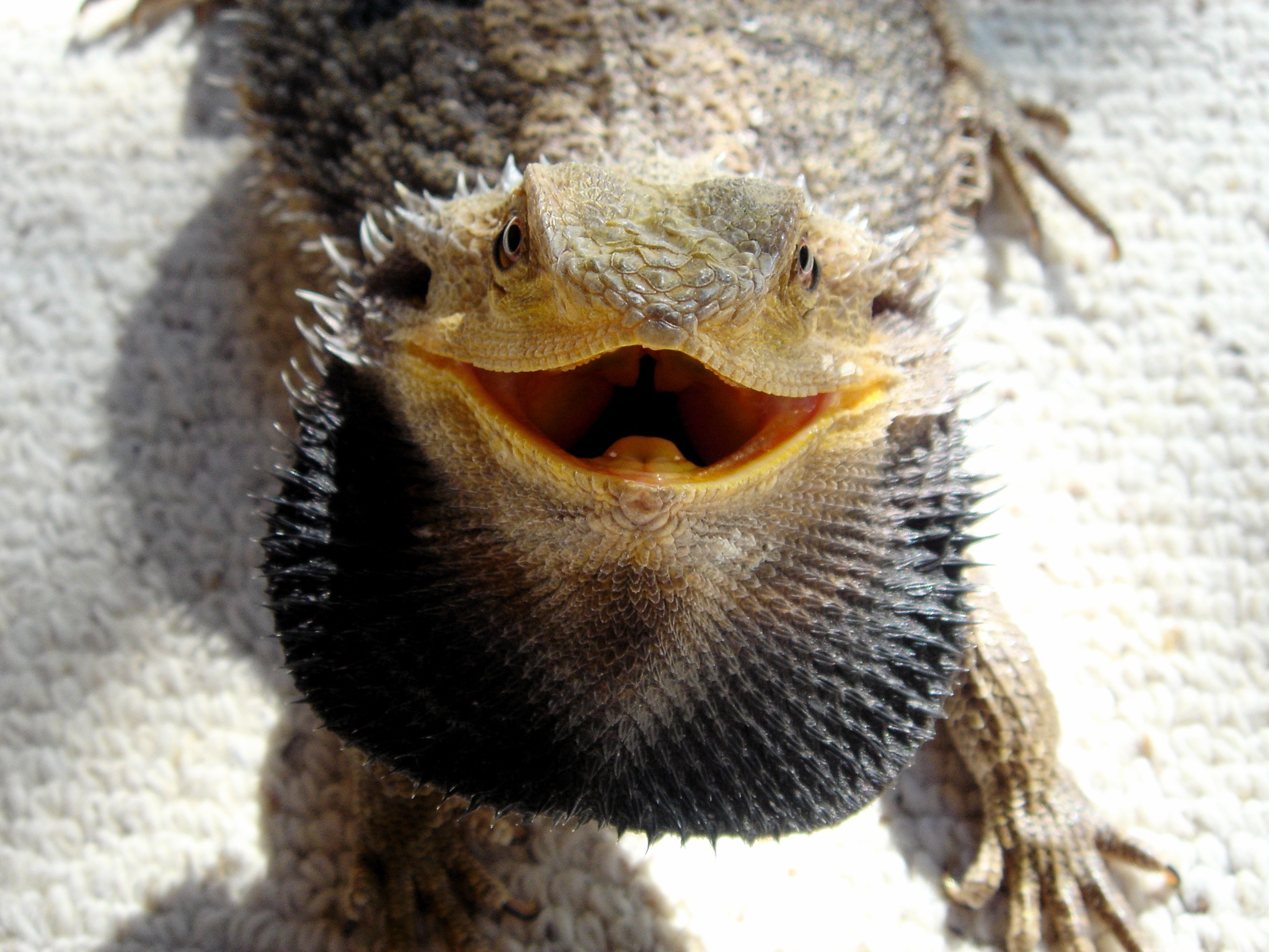 Bearded dragon photo