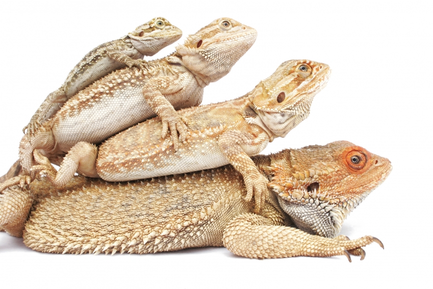 Bearded dragon photo