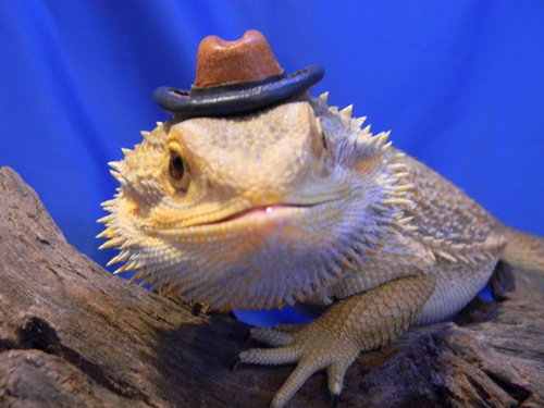 Bearded dragon photo