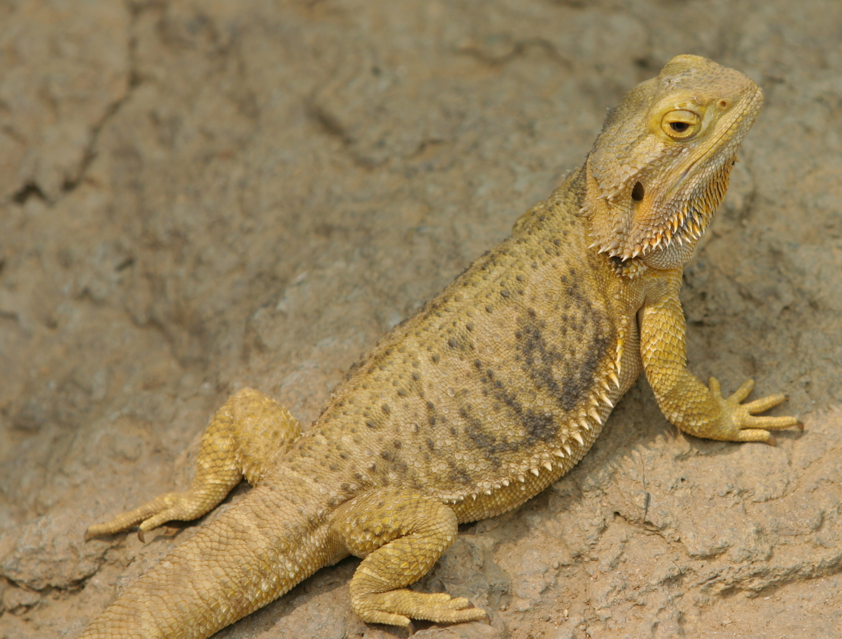 Bearded dragon photo
