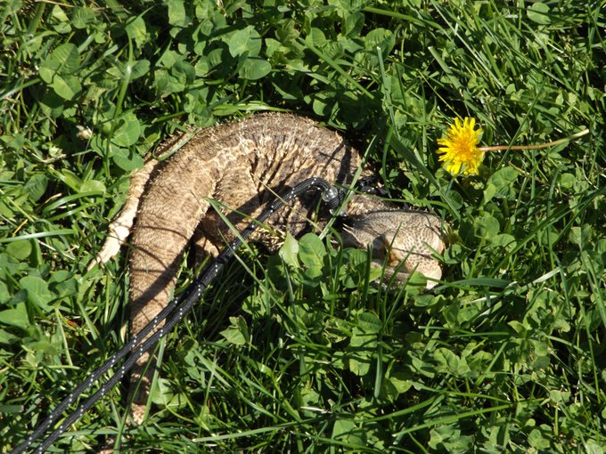 Bearded Dragon Yoga