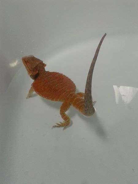 Can't get my TAIL wet!