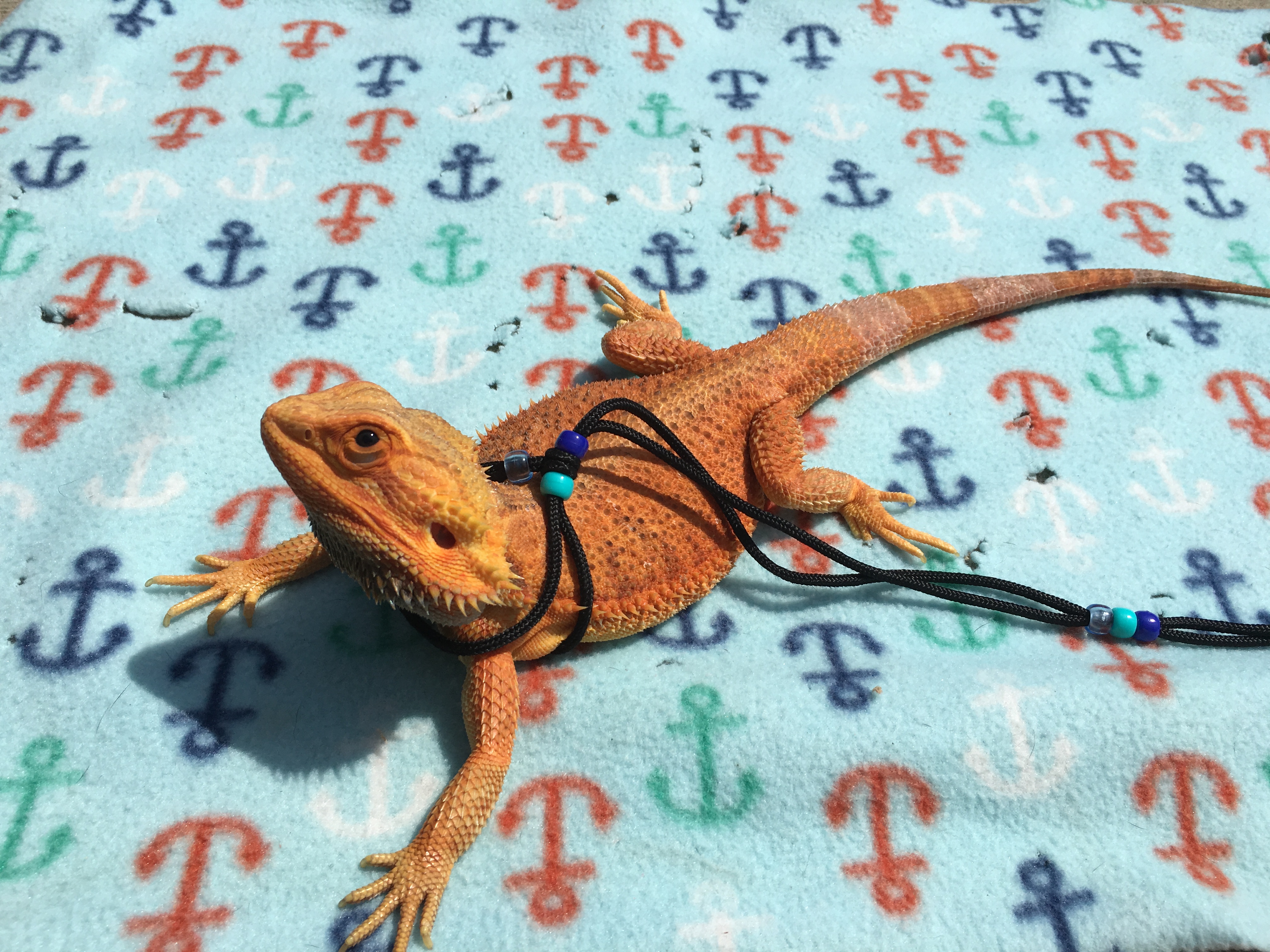 Charizard Outside