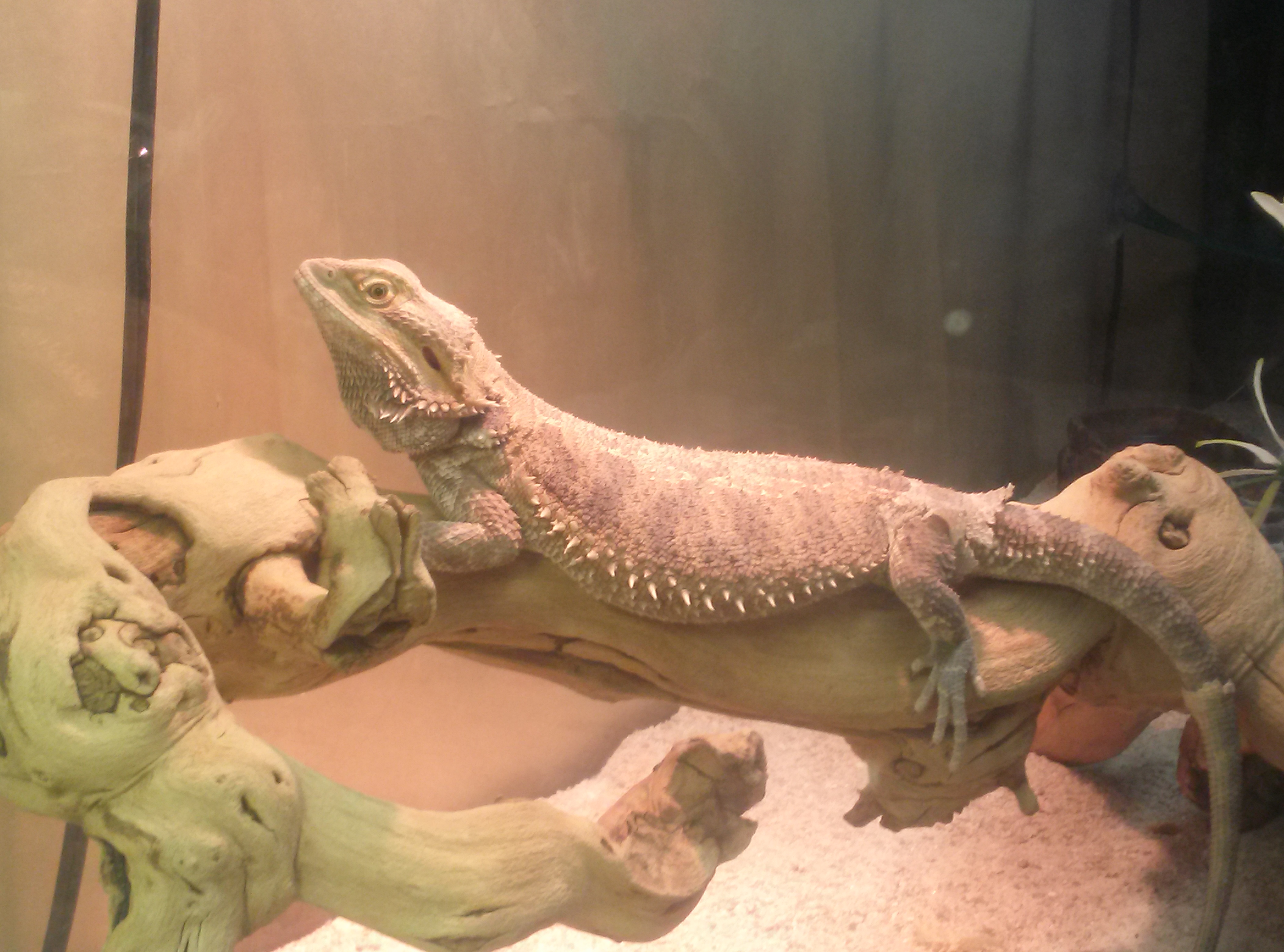 Charlies 3 time shedding