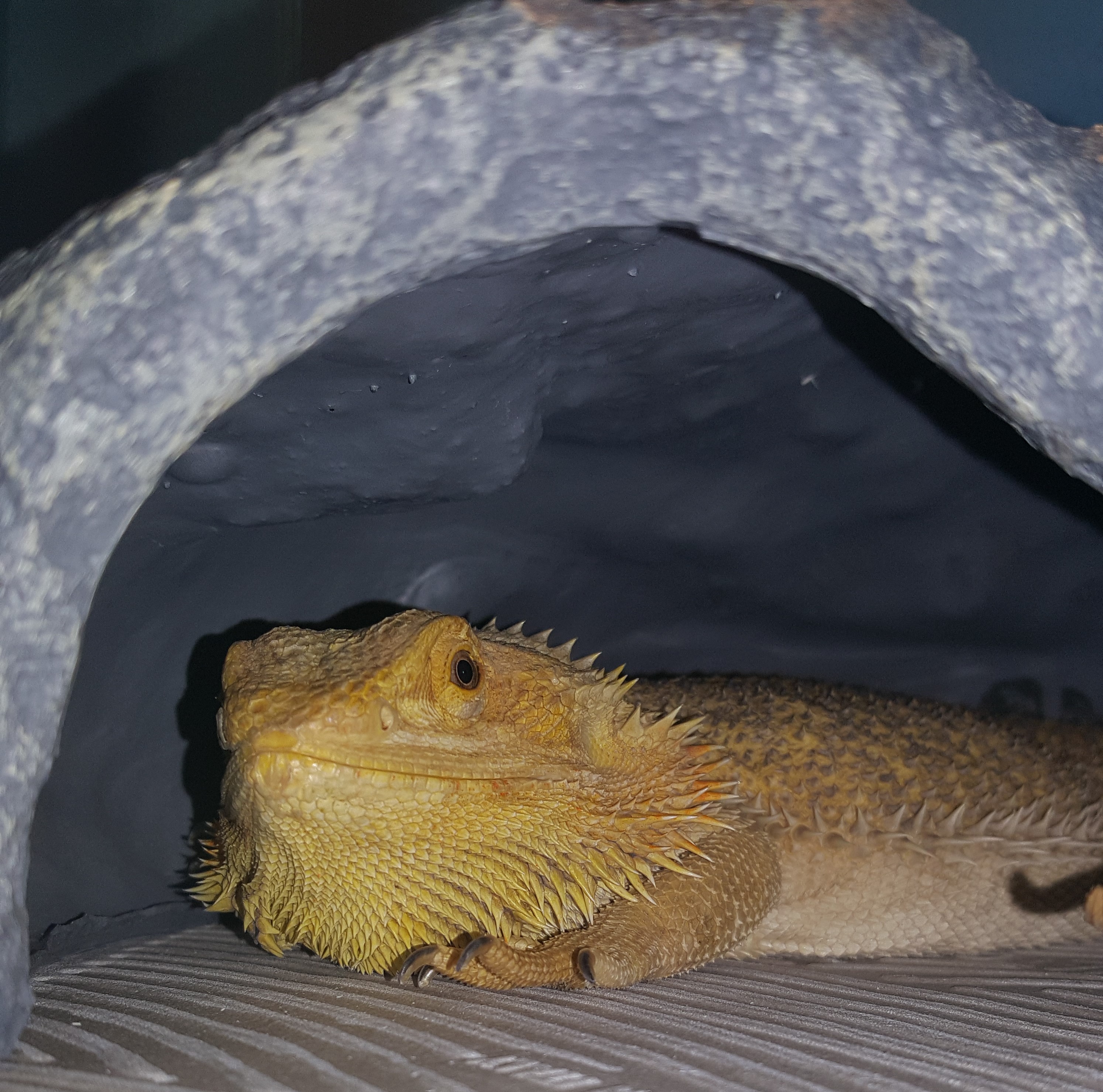 Chillin in her cave