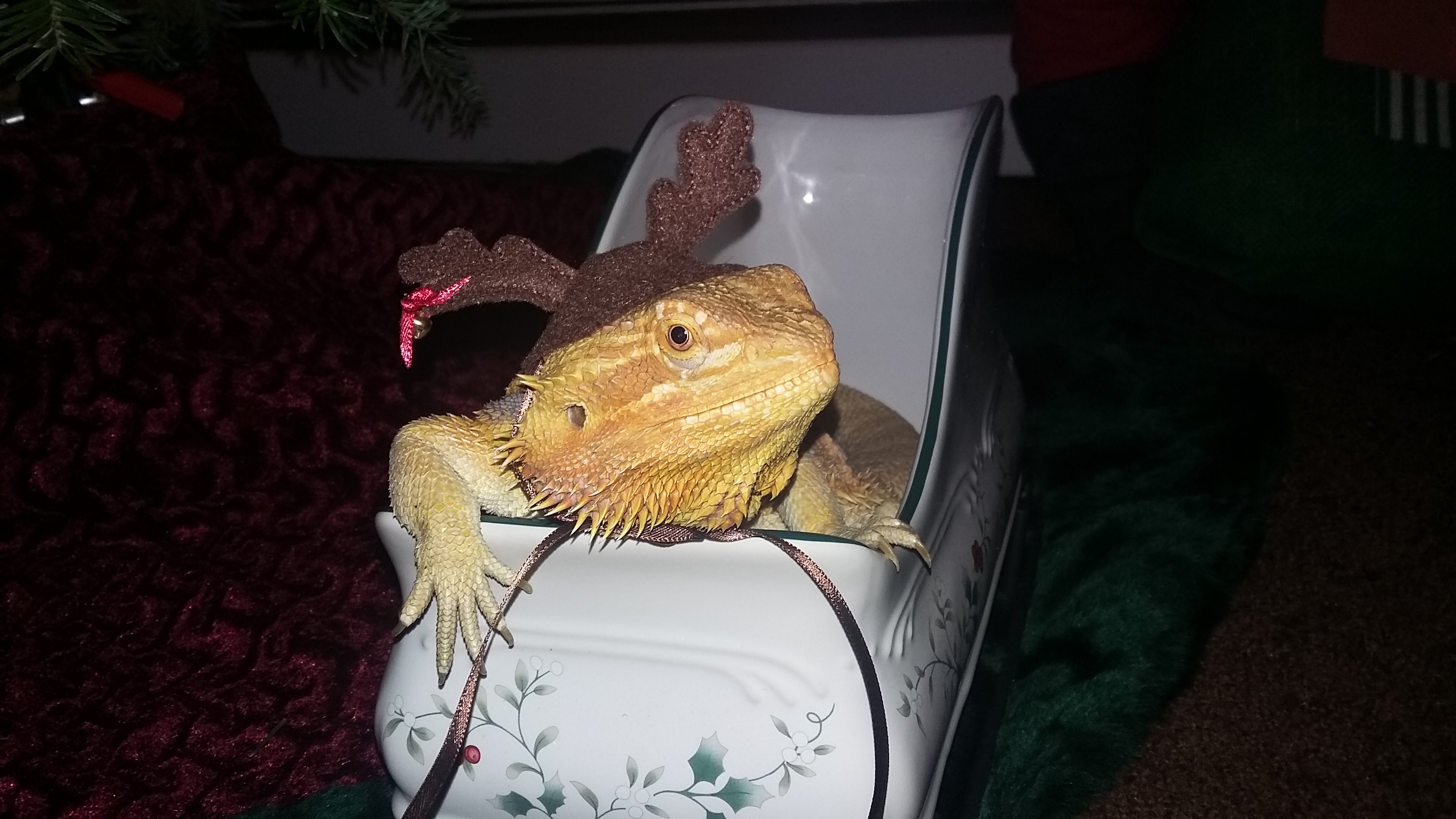 Christmas for Atlas!