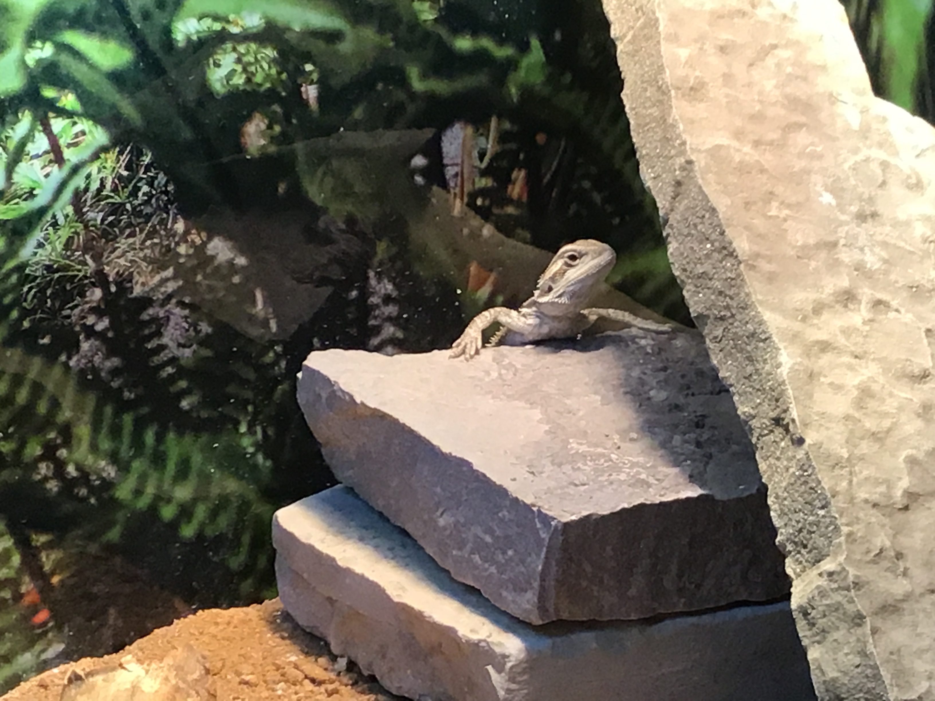 Climbing the giant rock Bearded Dragon Forum