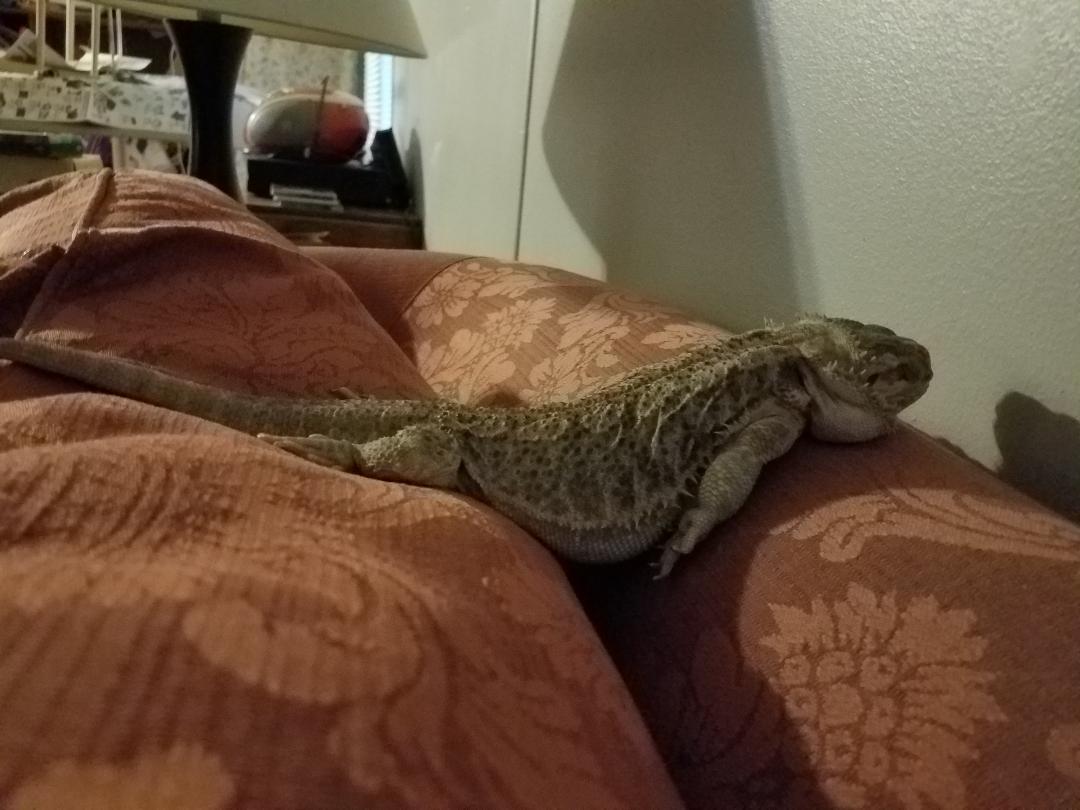 Comfortable Oscar?