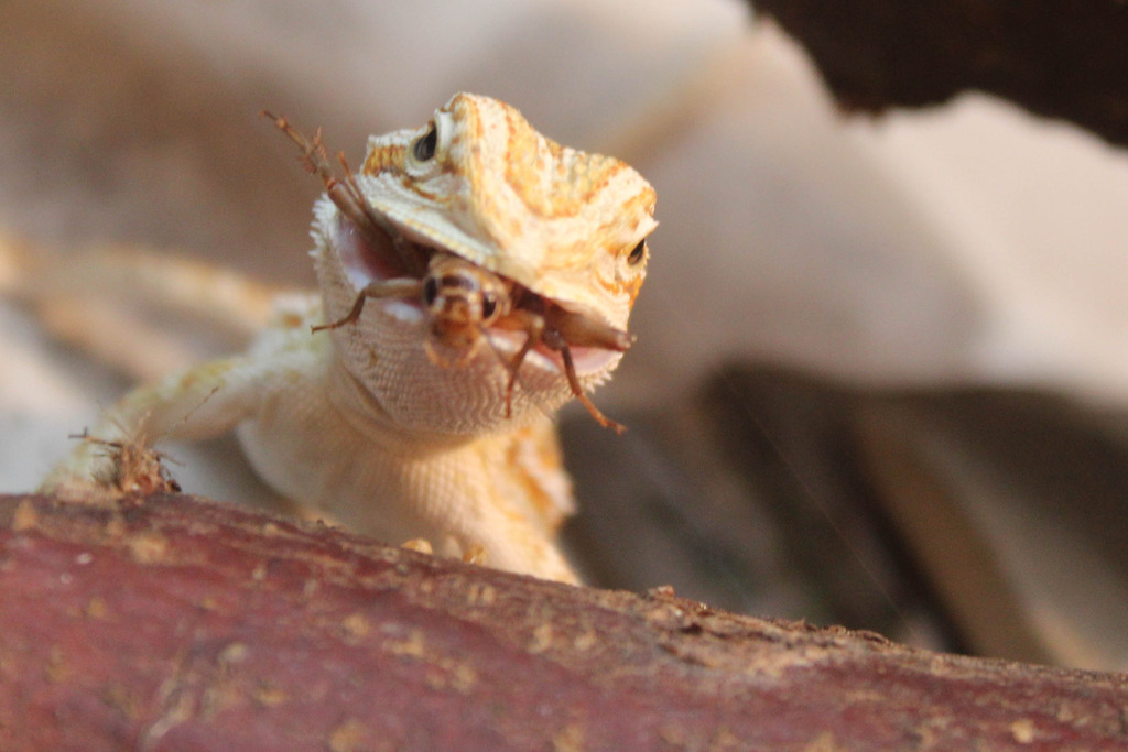 crickets