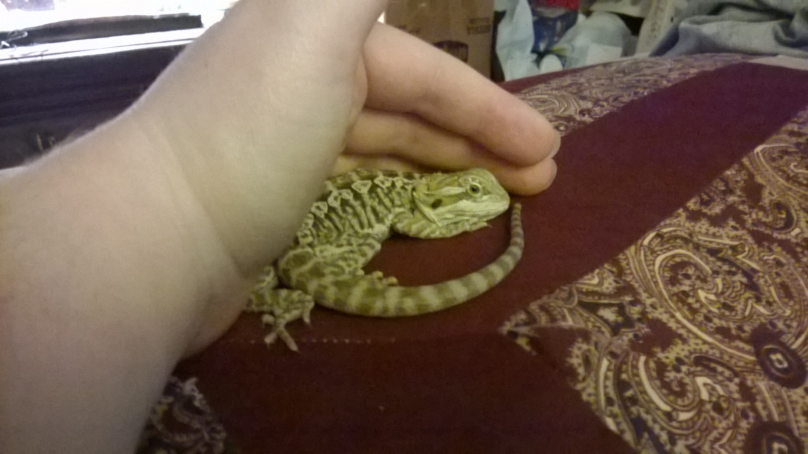 Curled up in momma's hand