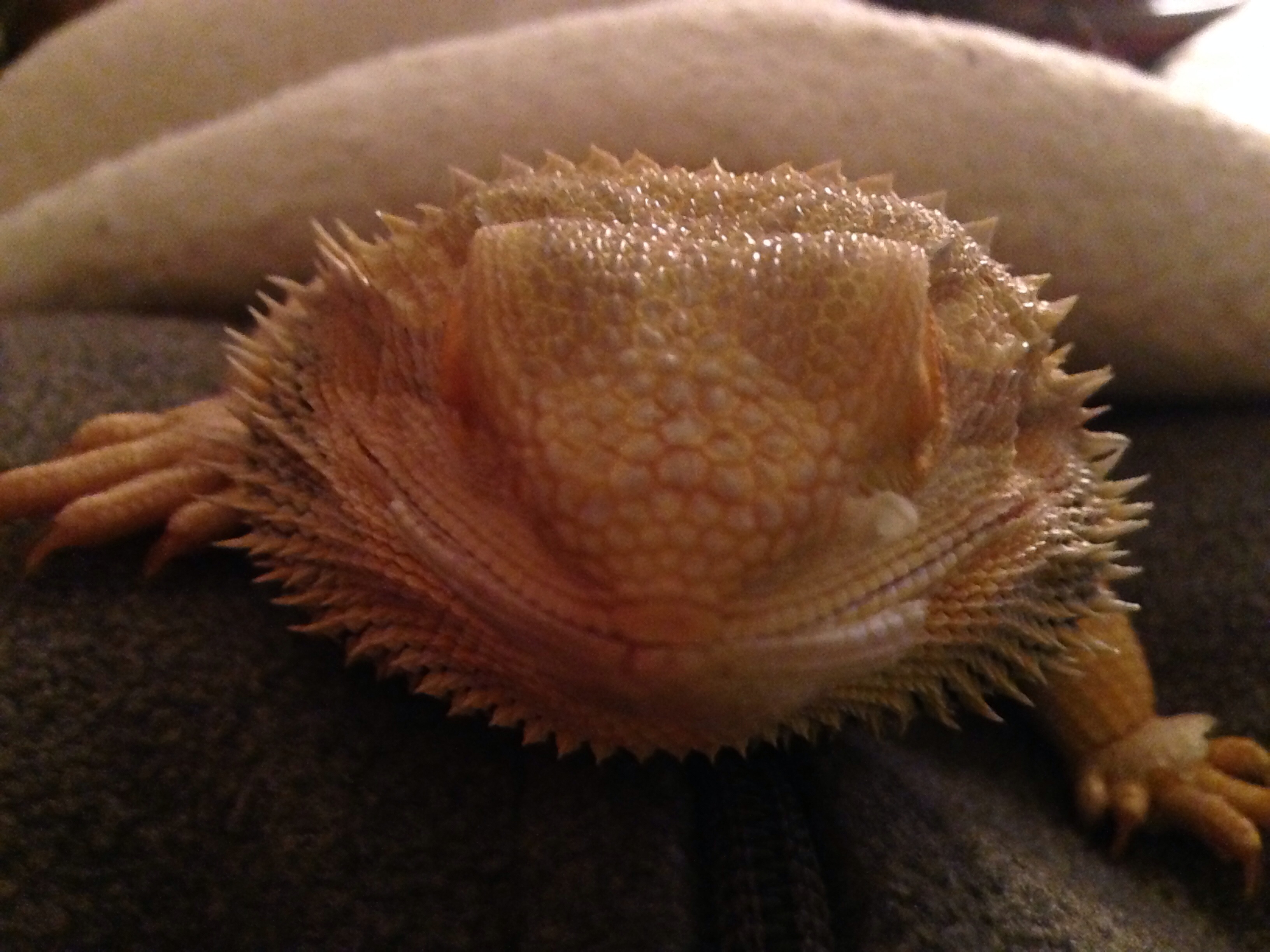 Dexter's shedding