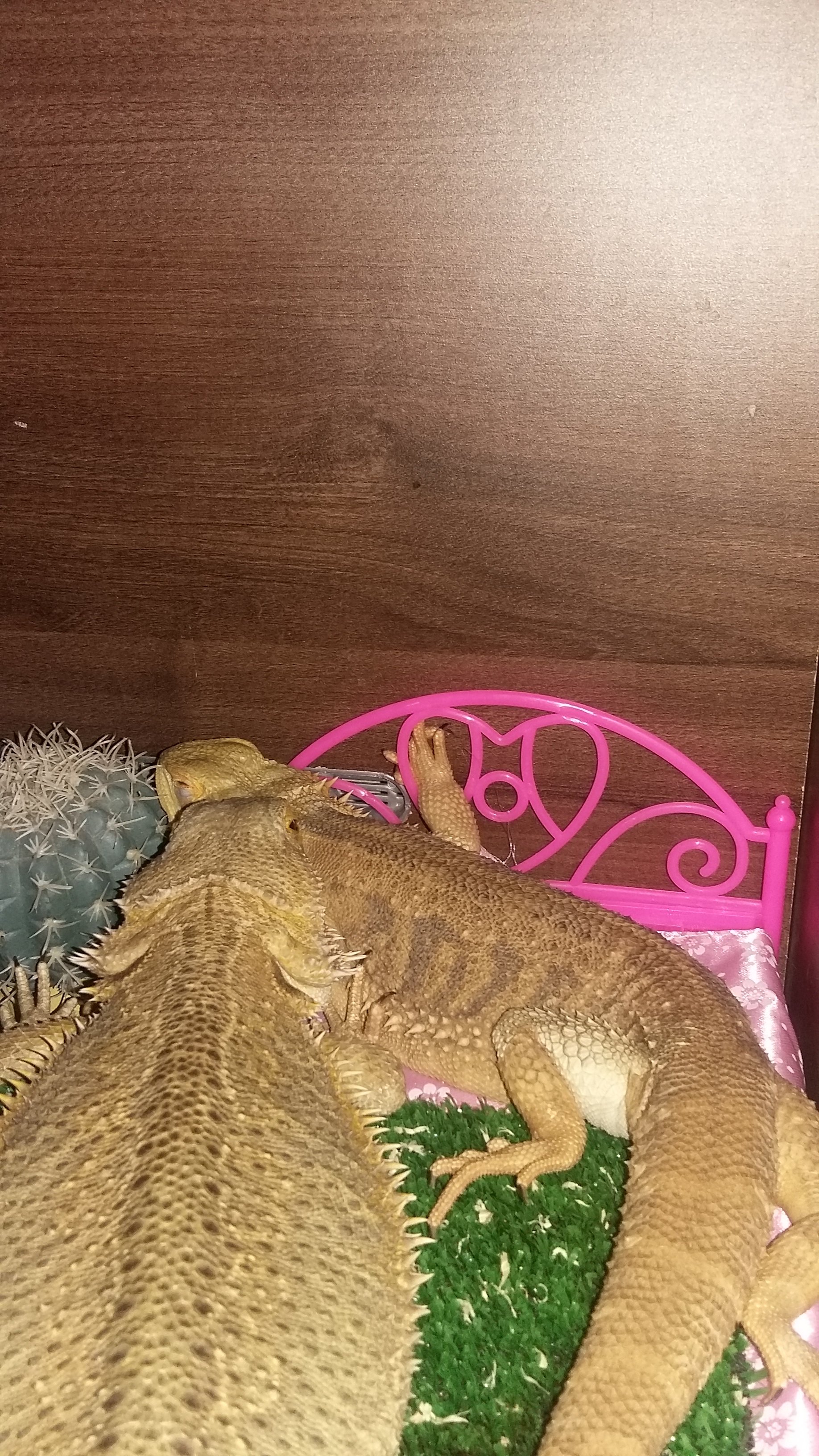 Dinky n Blinky