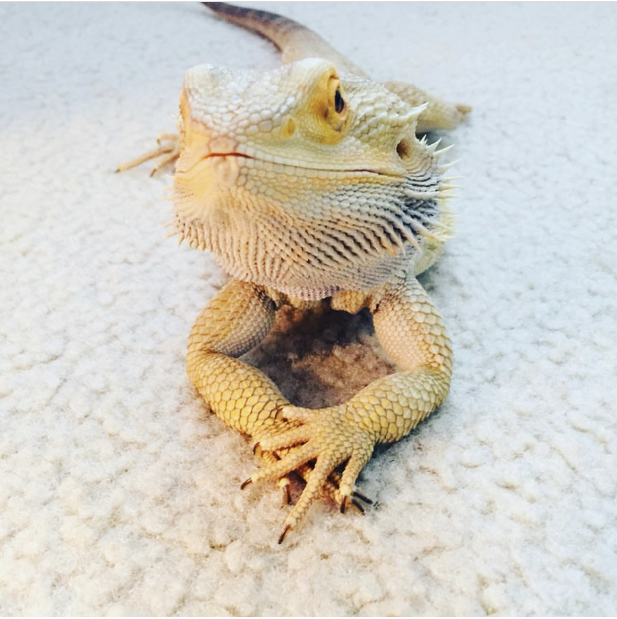 Drakie