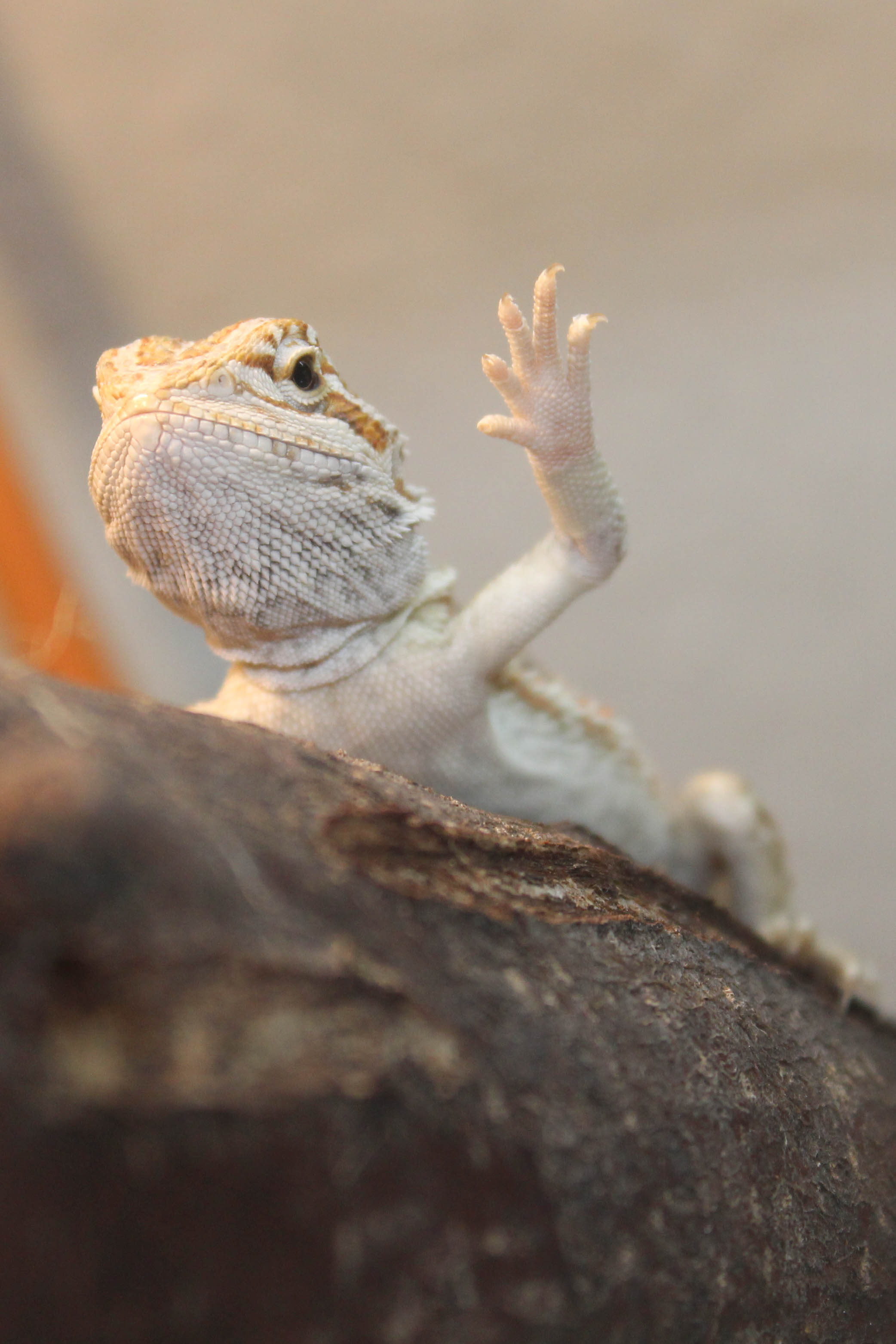 First arm waving