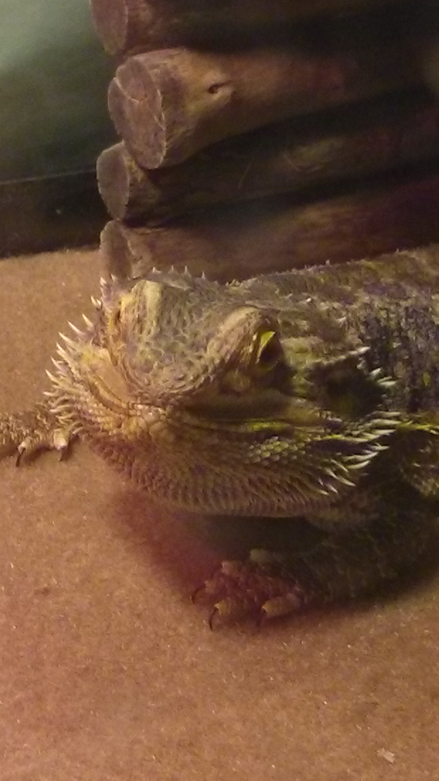funny face