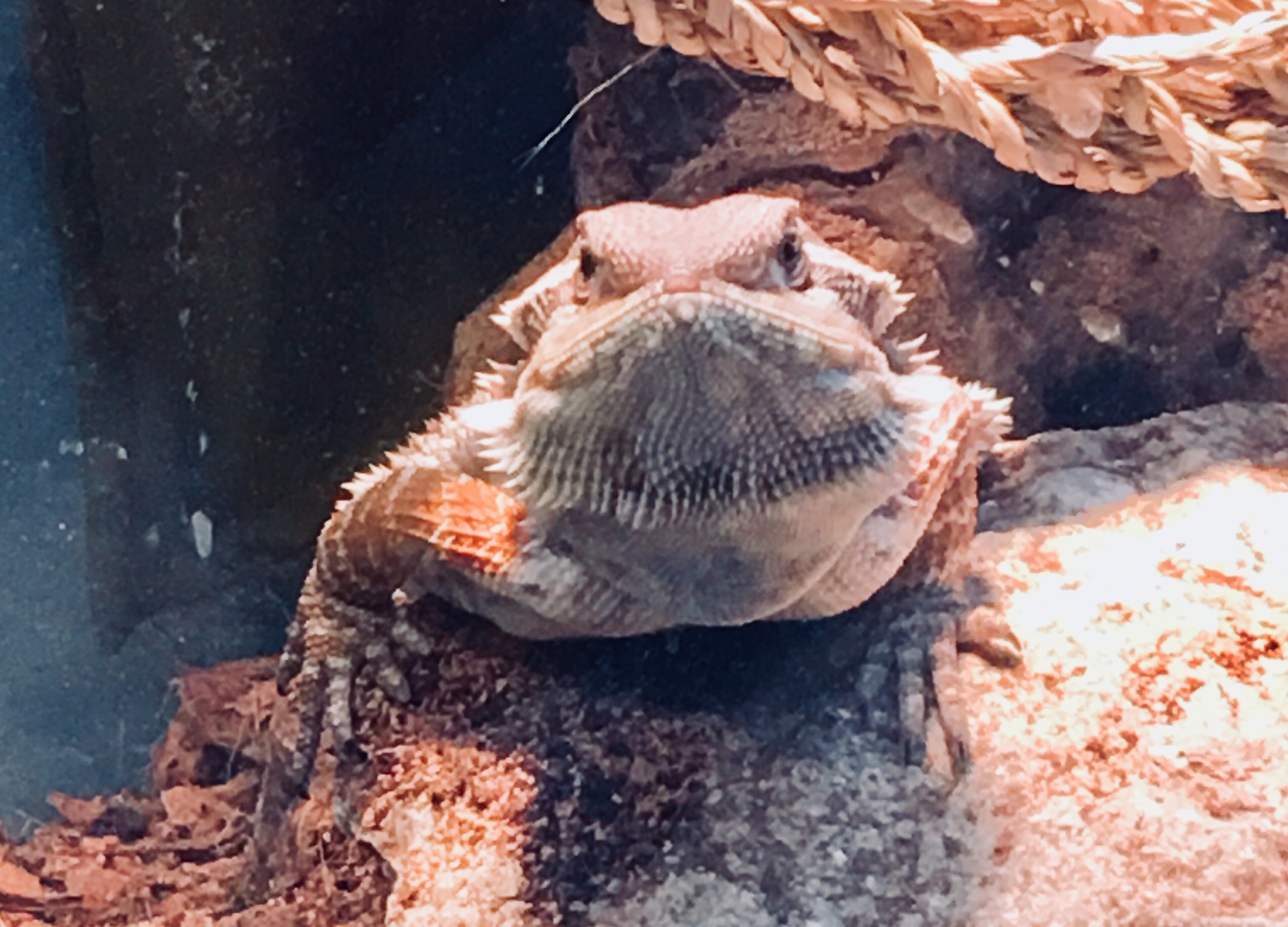 Grumpy