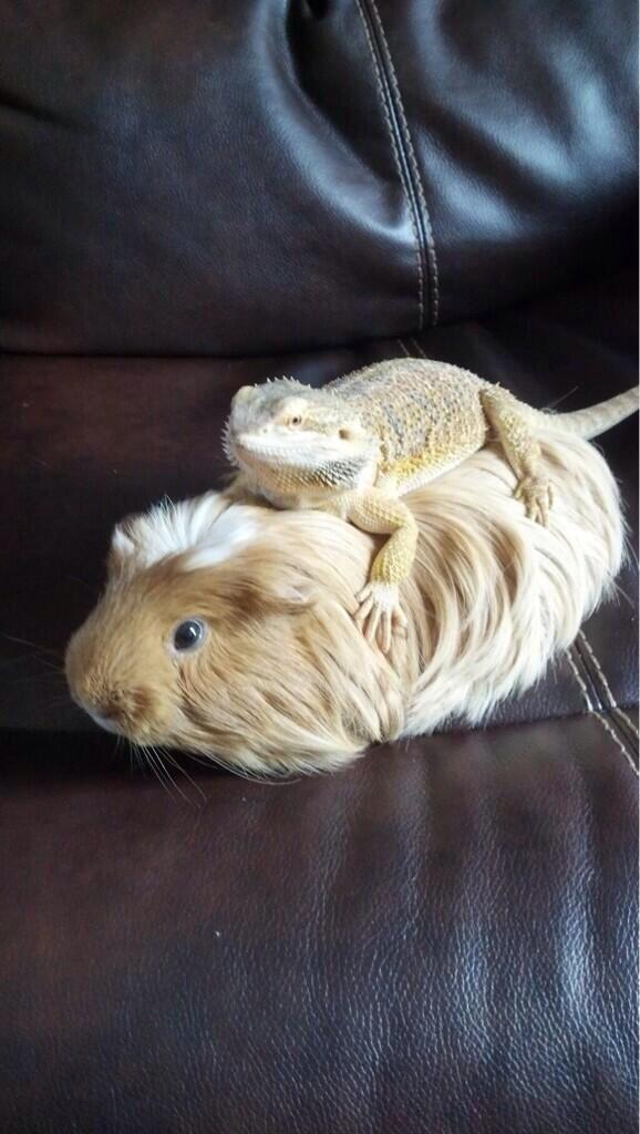 Guinea Piggy Back Ride!