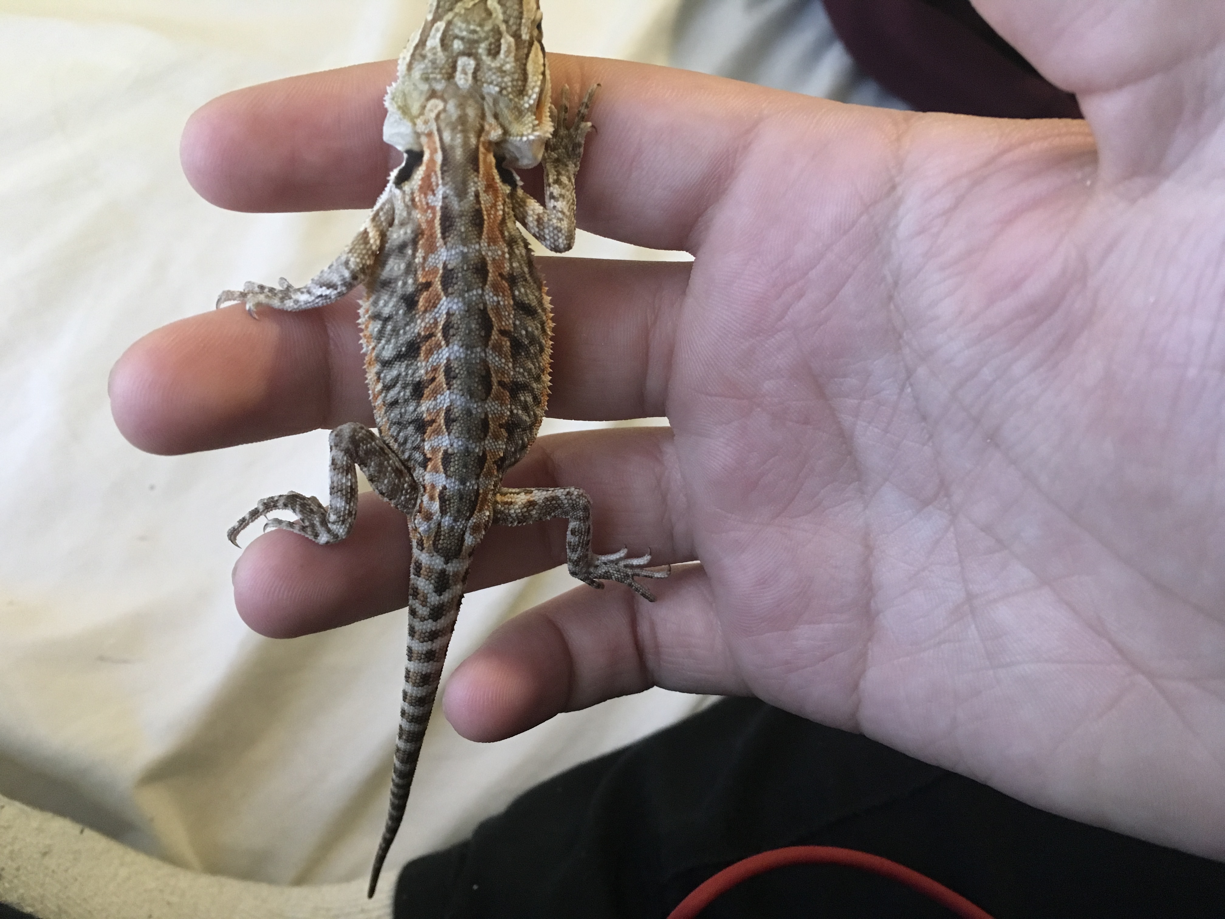 Is my baby bearded dragon cubby or not?