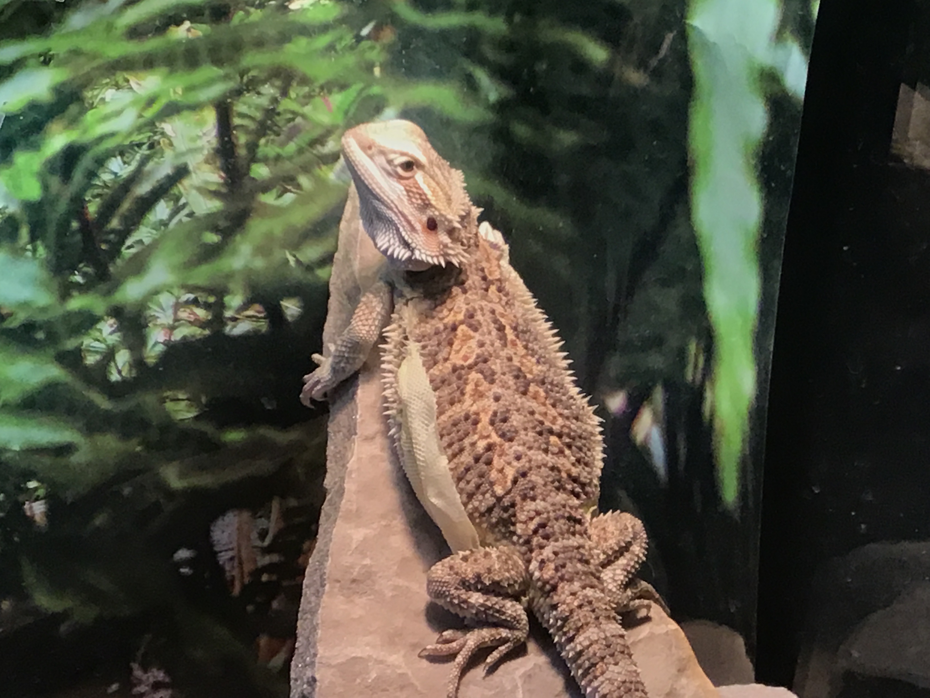 It’s shedding time!