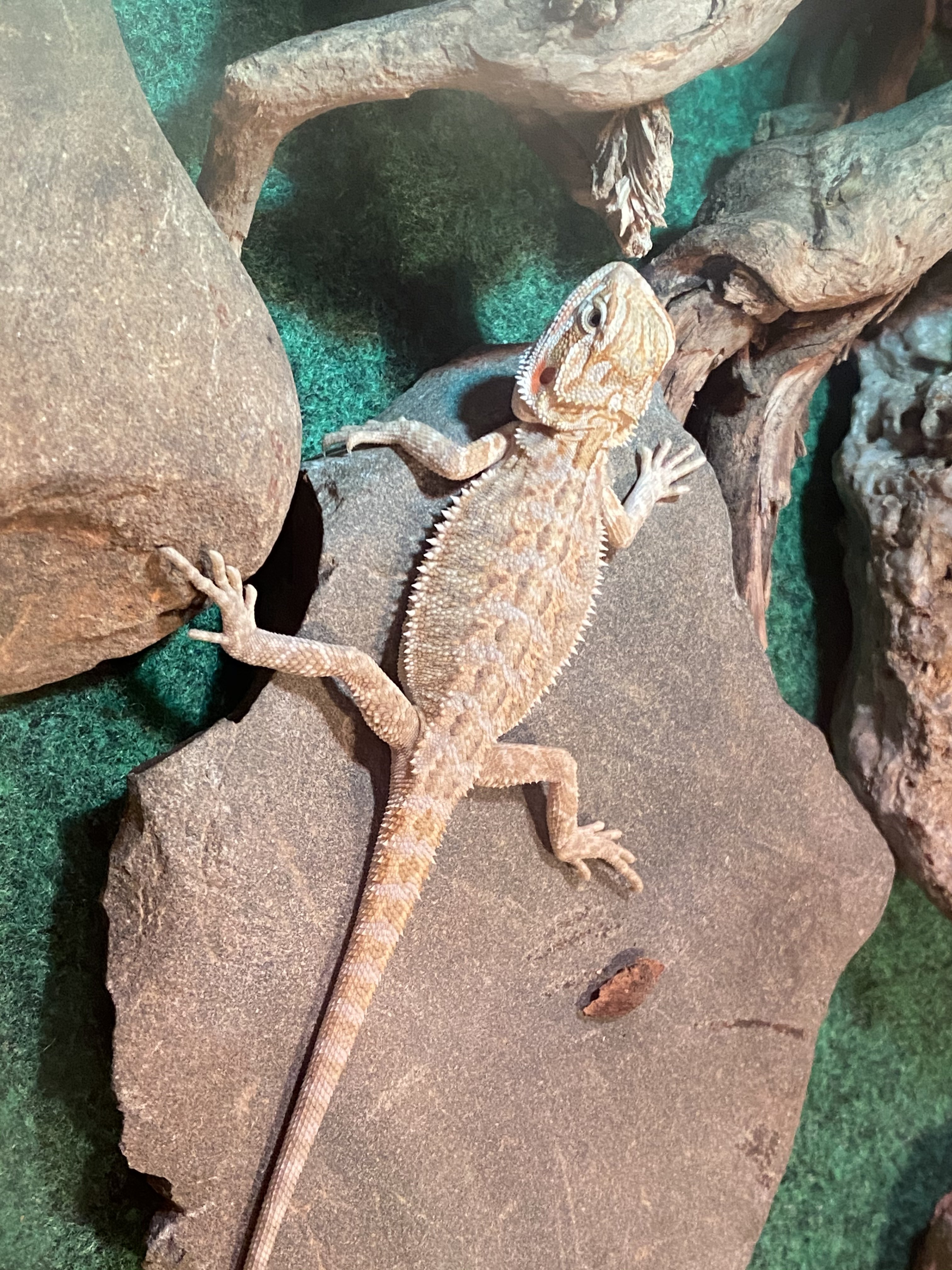 Just got a new Beardie