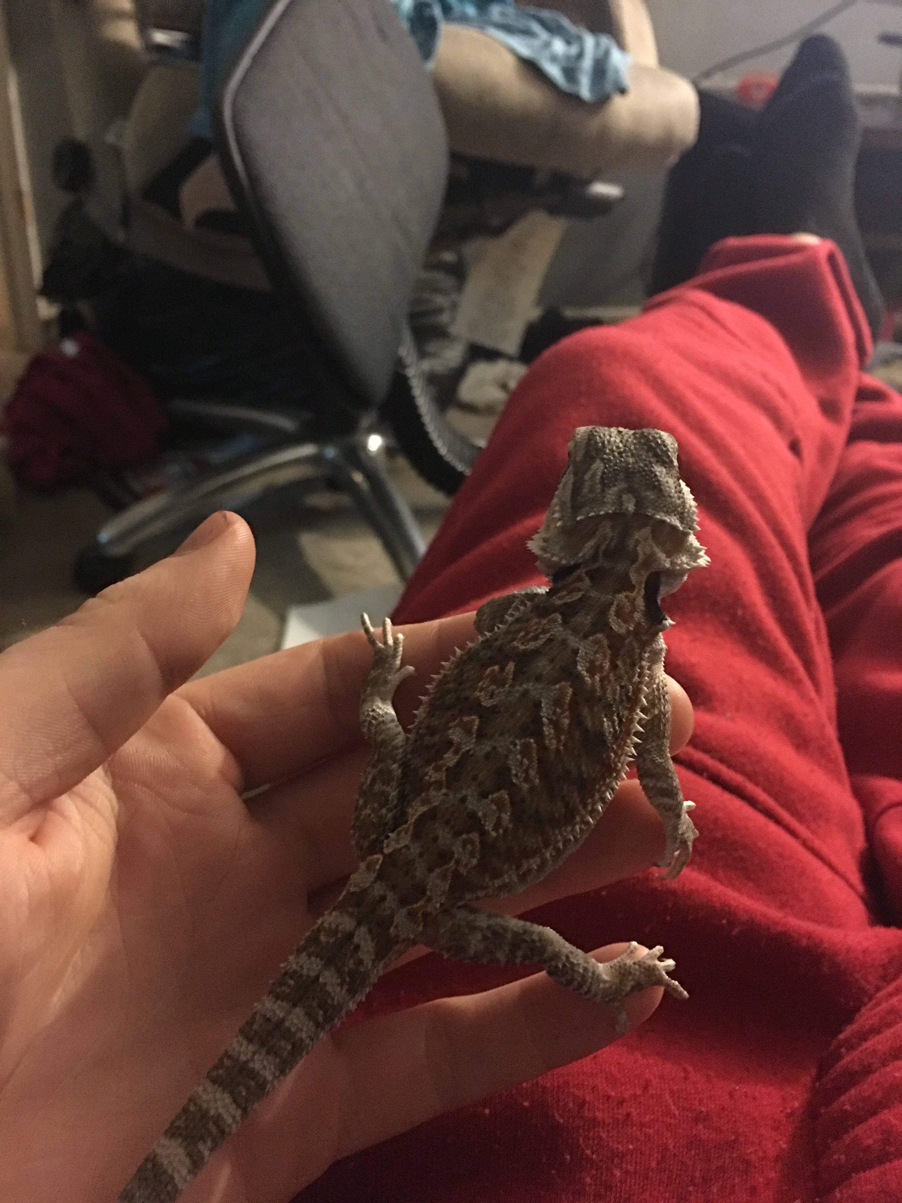 Looking for type of bearded dragon