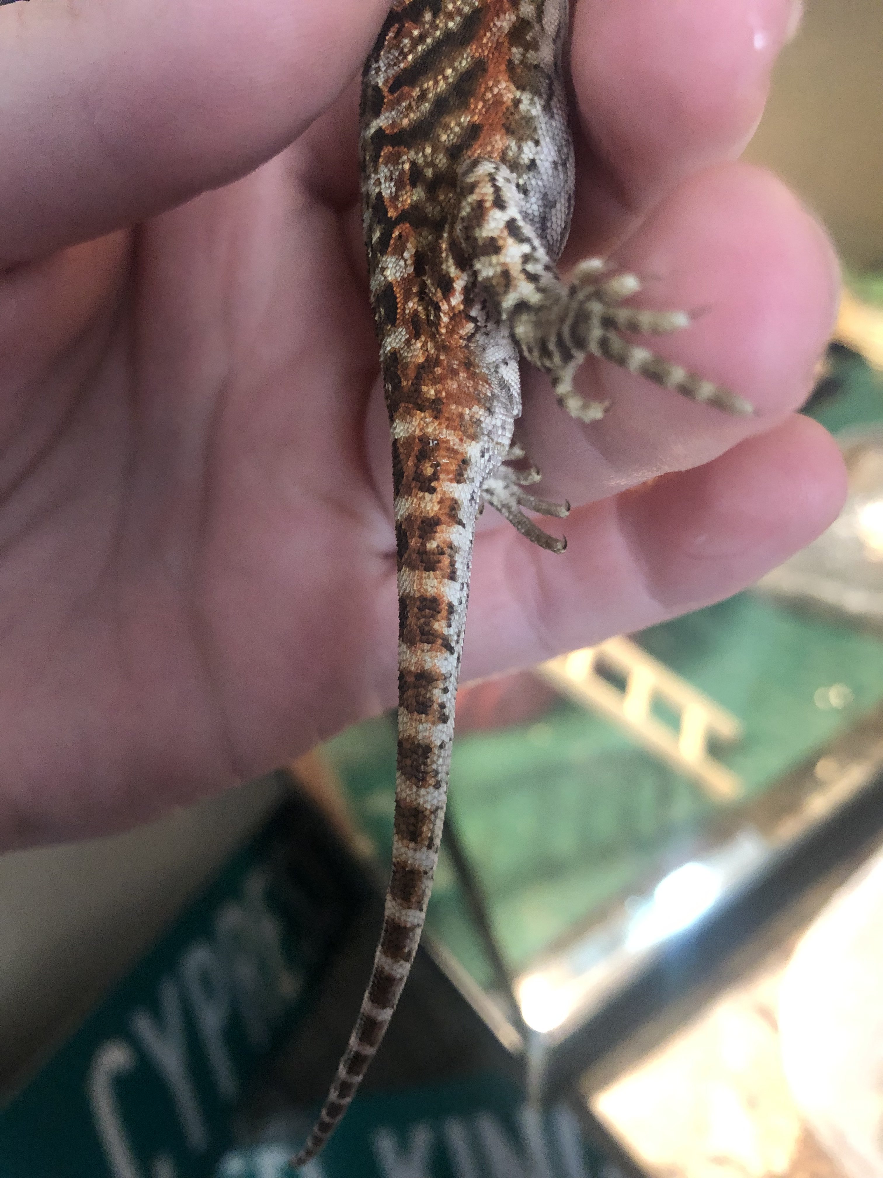 melanistic bearded dragon