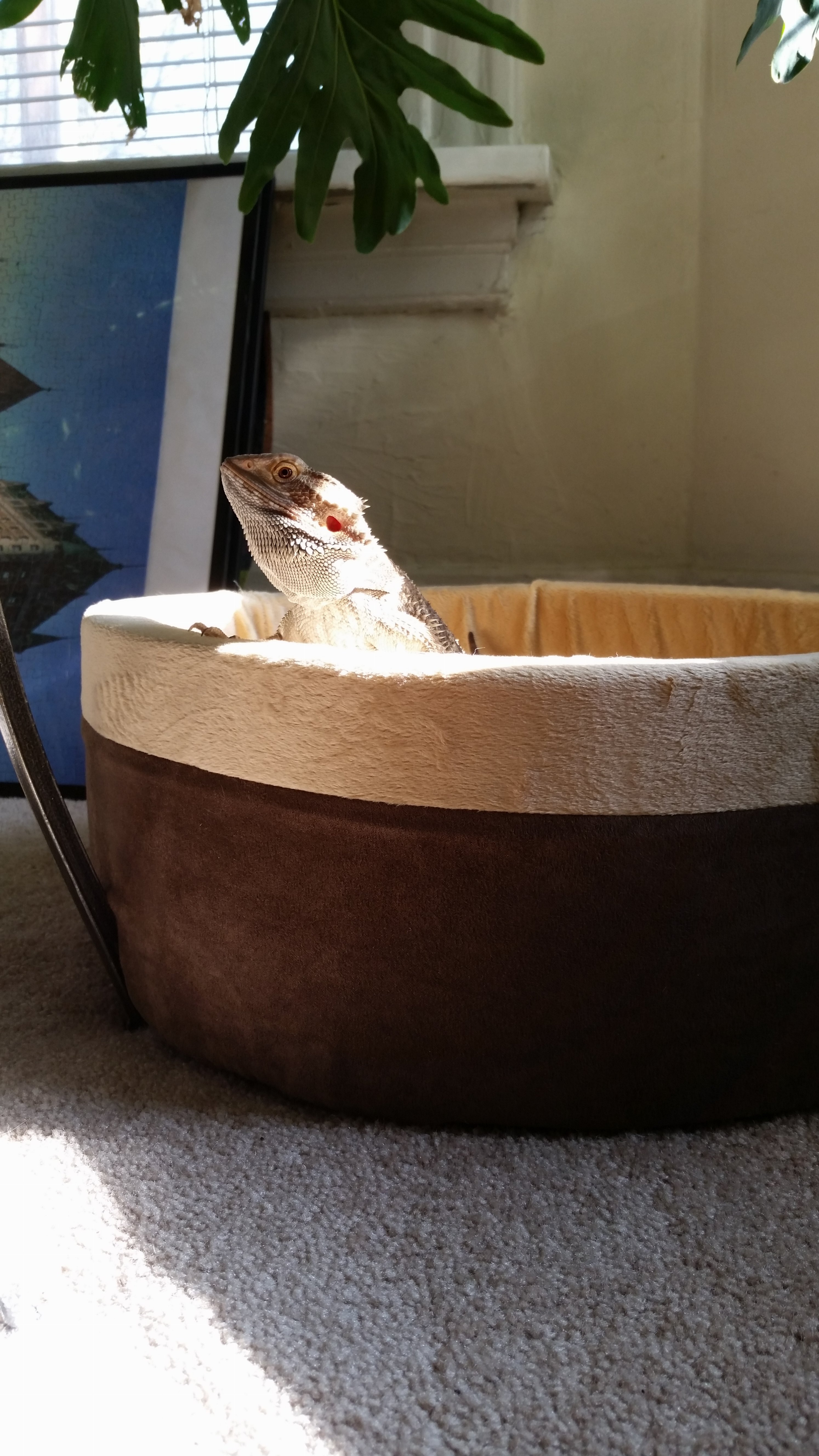 Momma, can I sleep here if kitty don't want too?