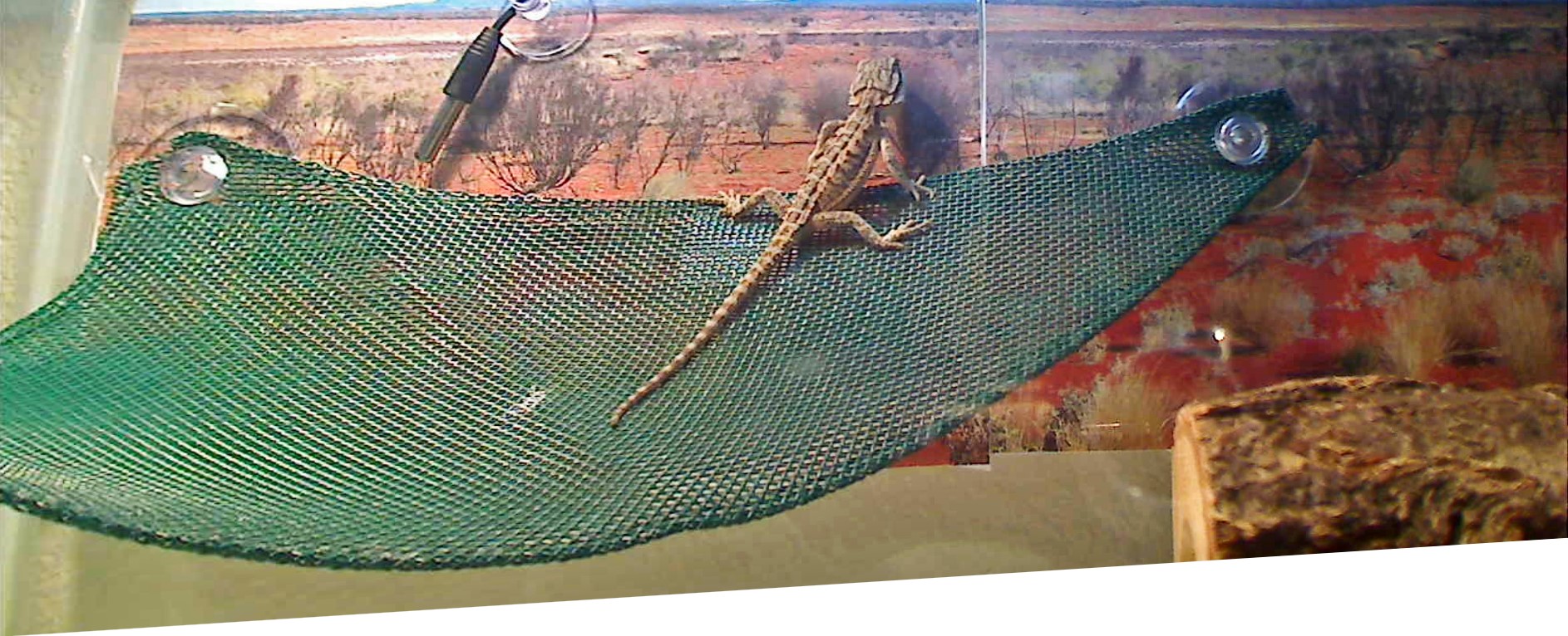 My Smaug