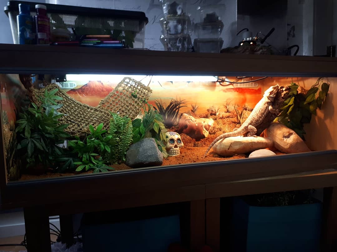 New vivarium set up!