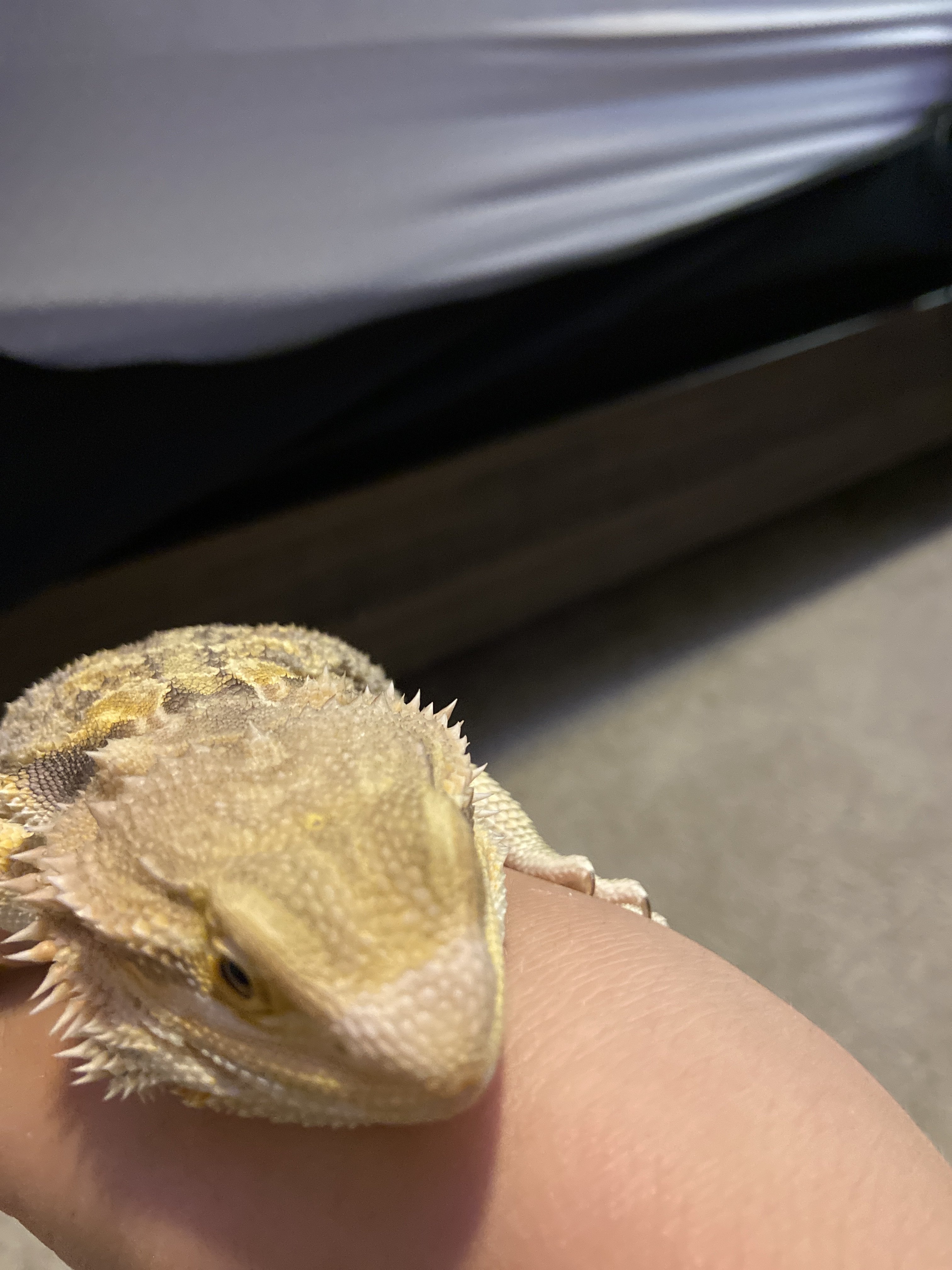 bearded dragon albino