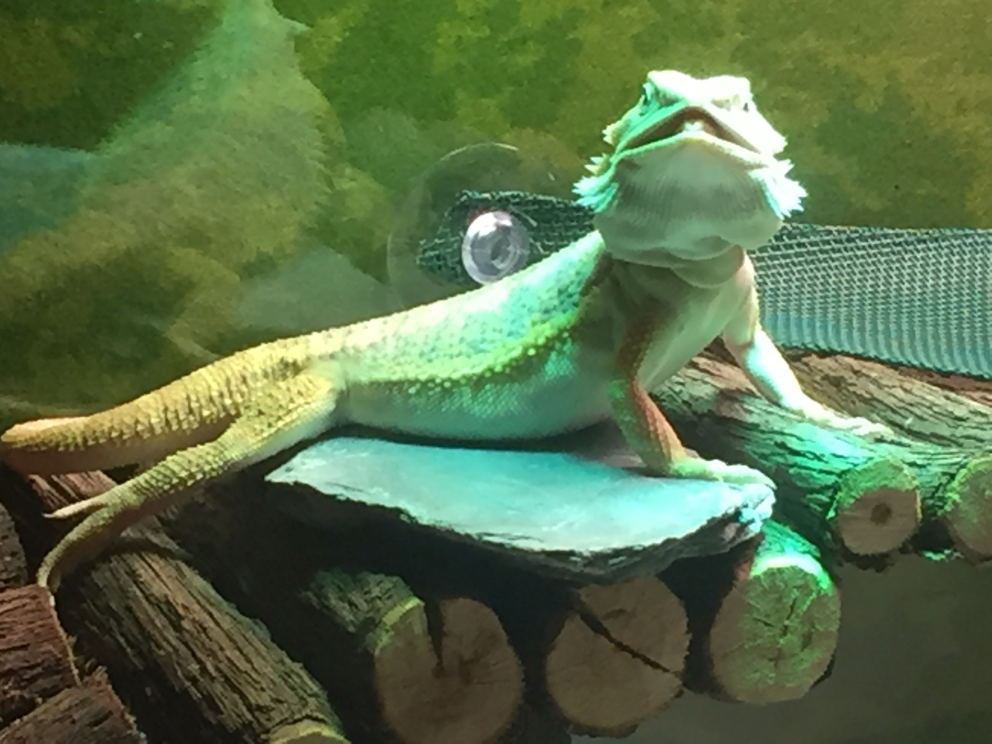 :p