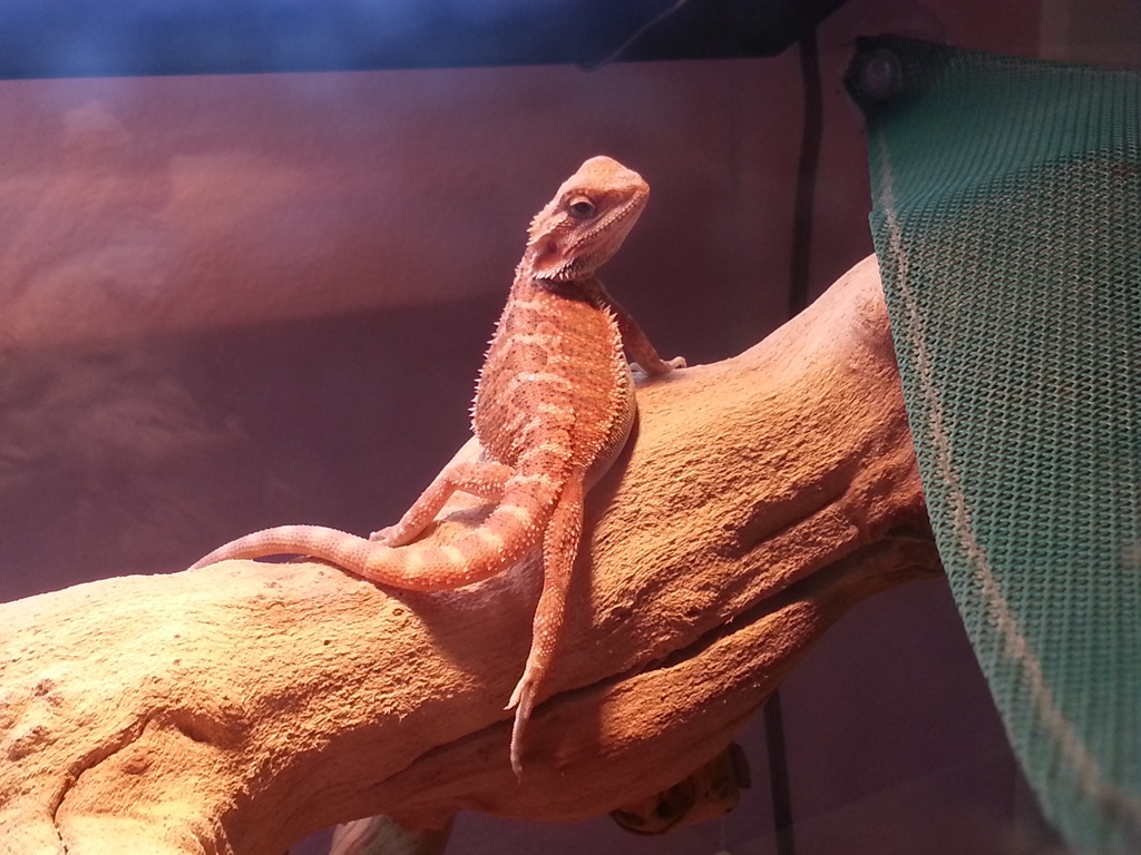 Pic O' The Month Winner - August 2013