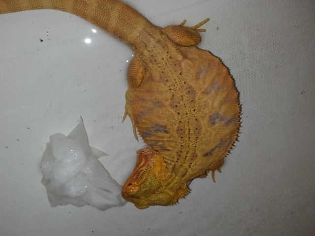 Precious and the paper towel