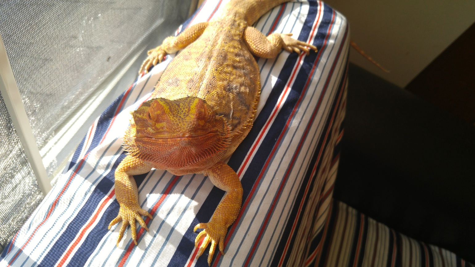 Precious sunning