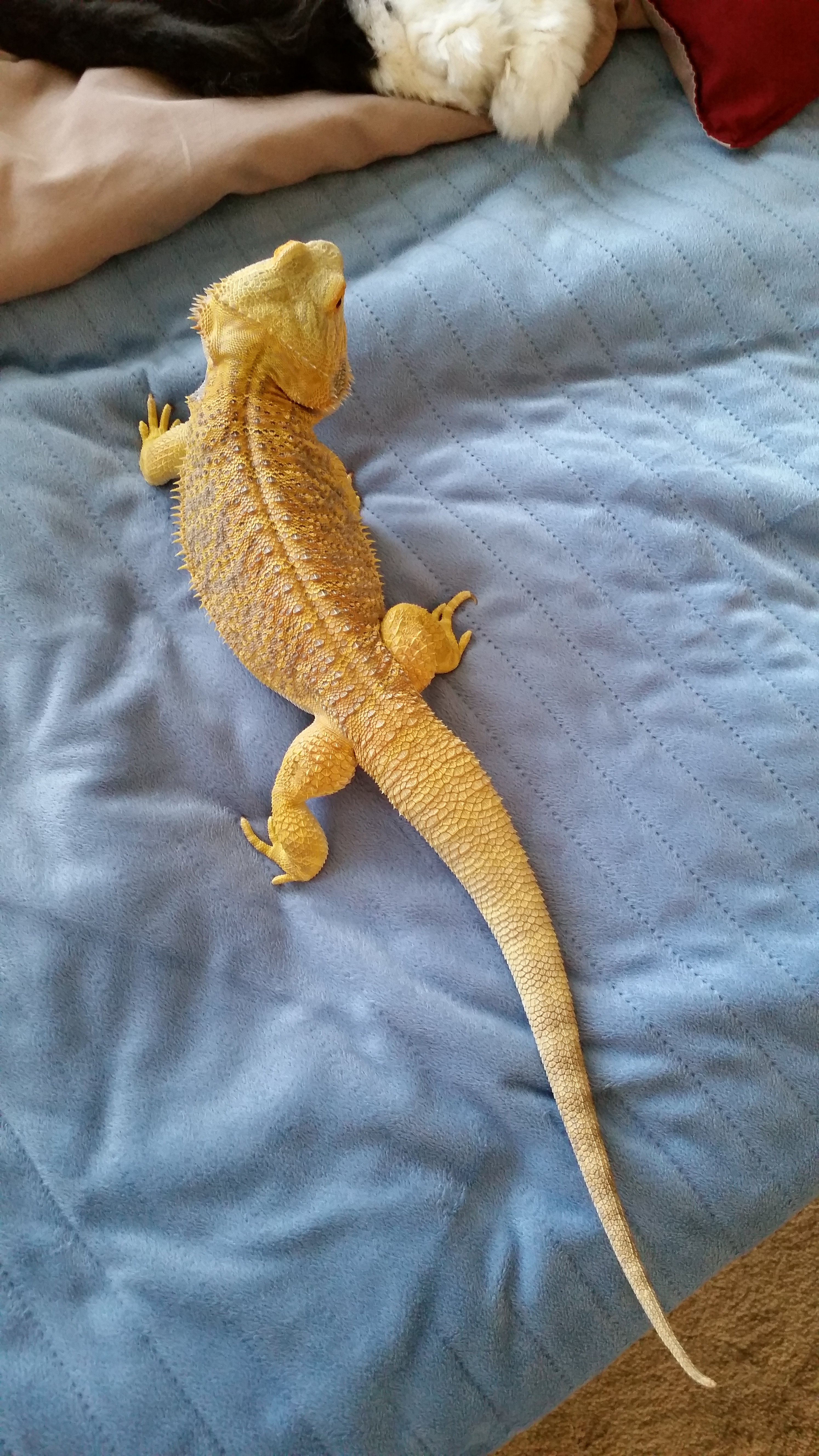 Pretty Dexter