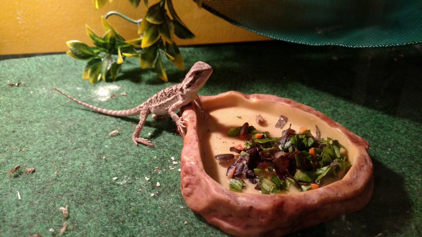 Rango dinner time