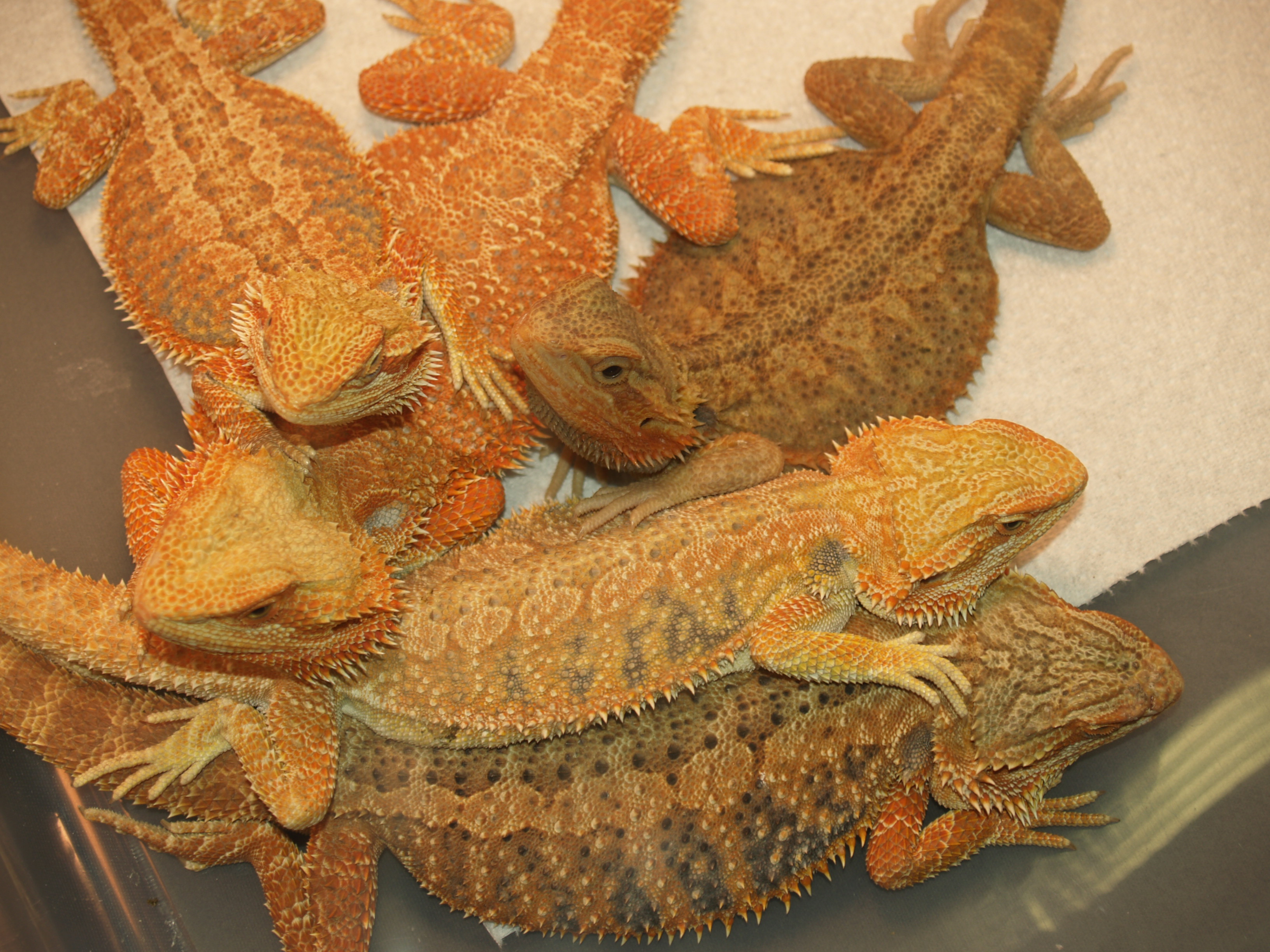 Repticon Costa Mesa 2014
