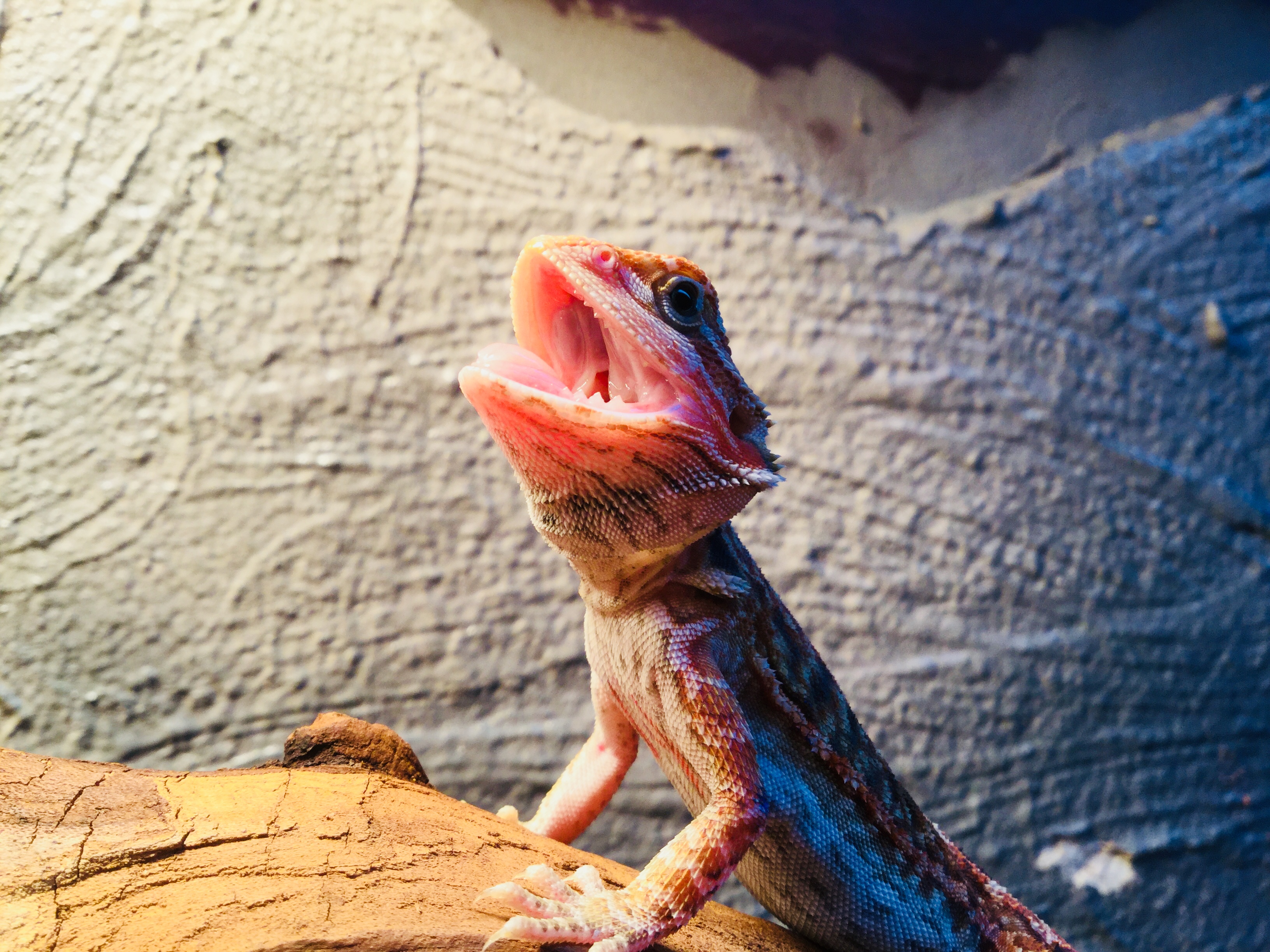 Rocky basking