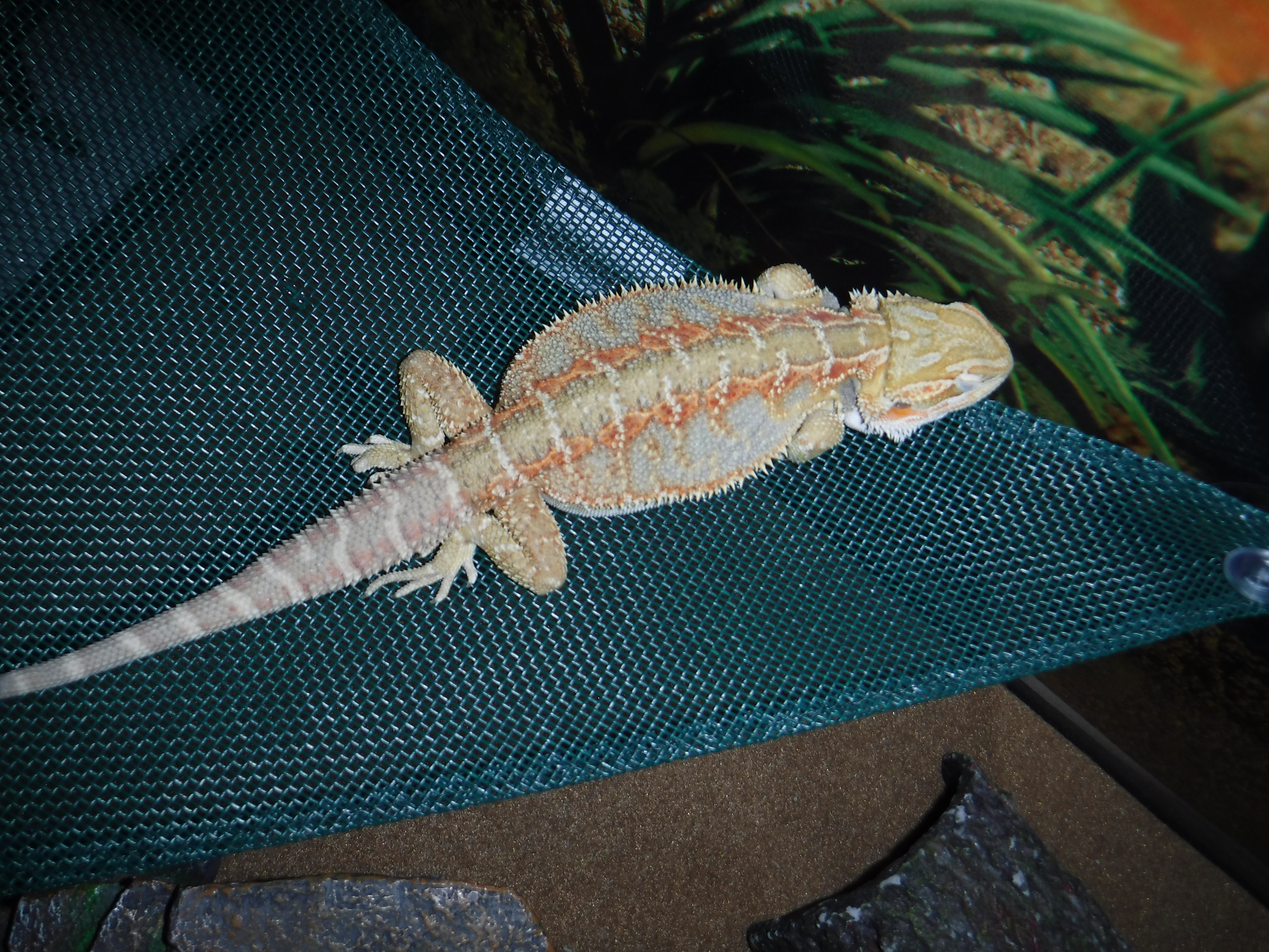 Sleeping on New hammock