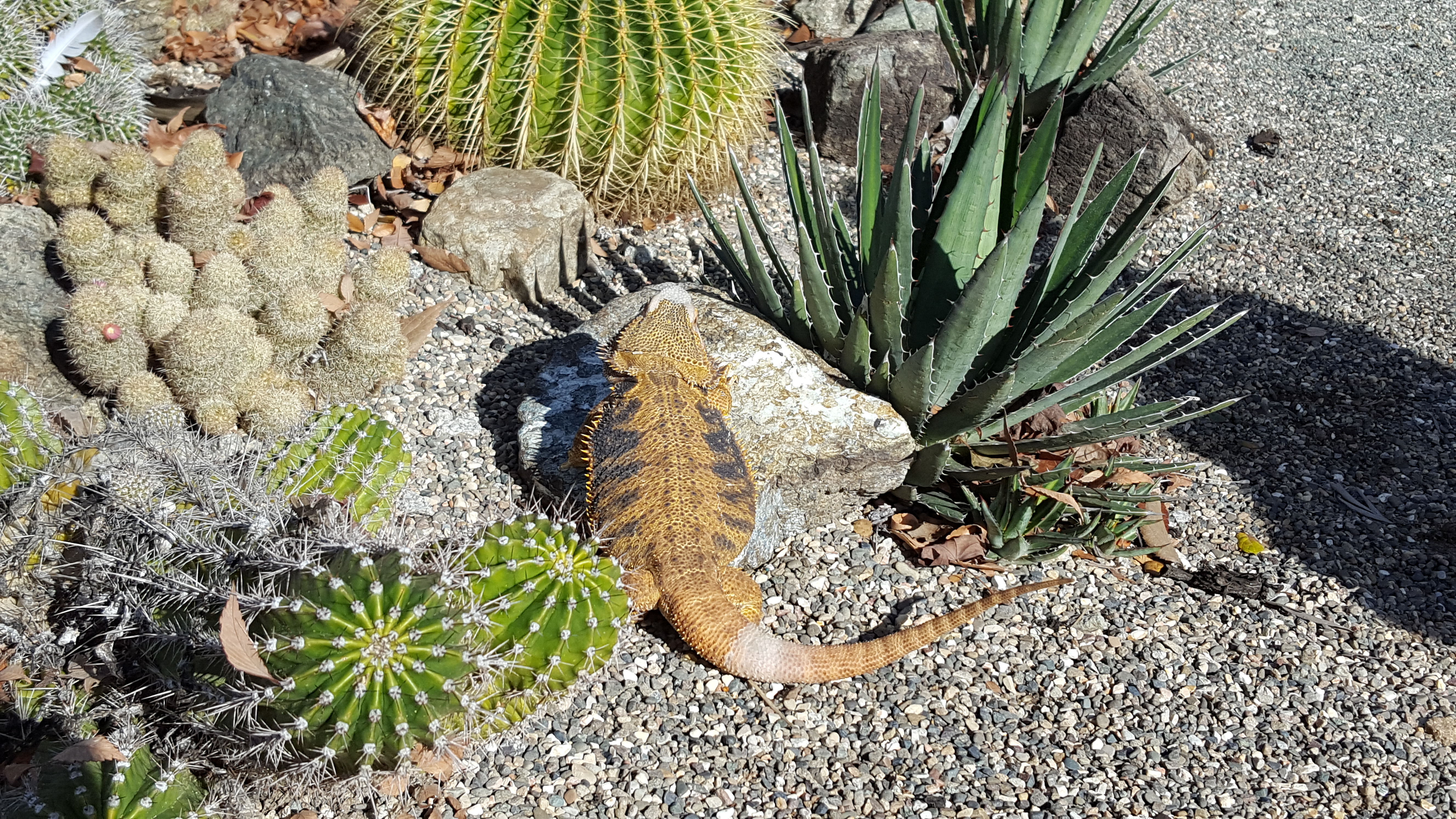 SLM catching some rays in the cactus patch
