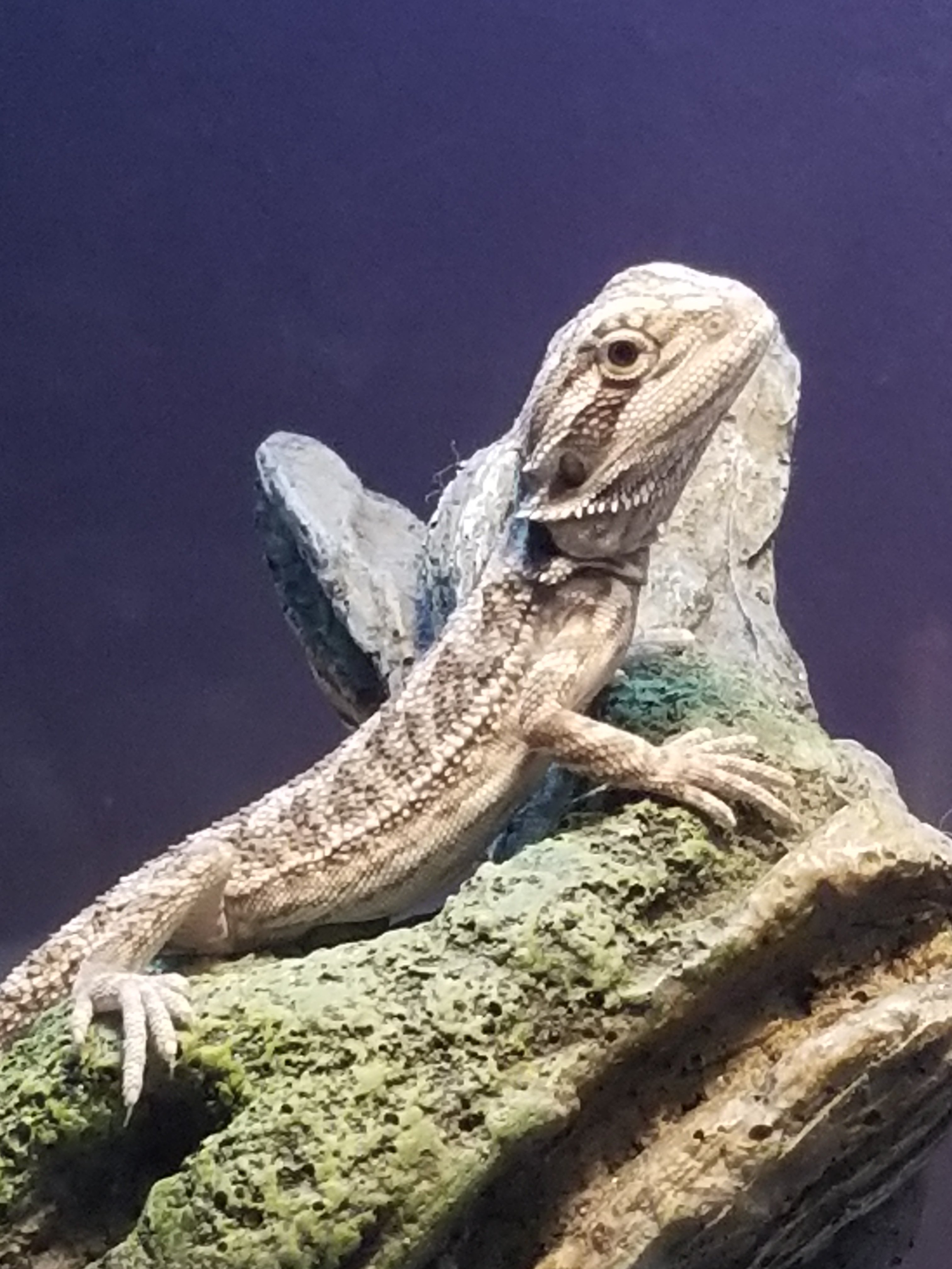 Soaking up the rays | Bearded Dragon Forum