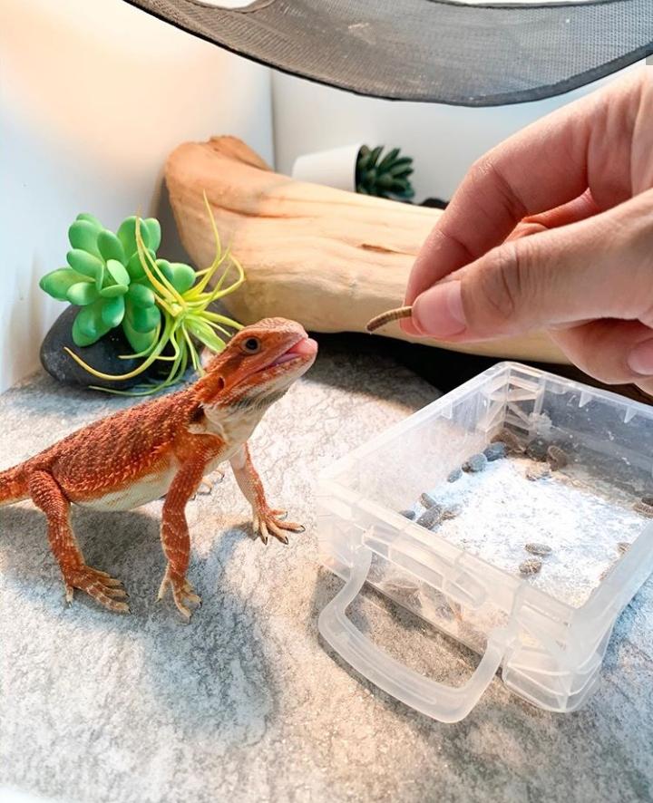 Spike