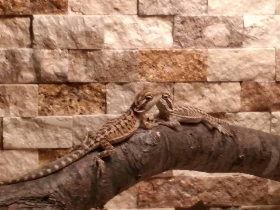 Two new babies